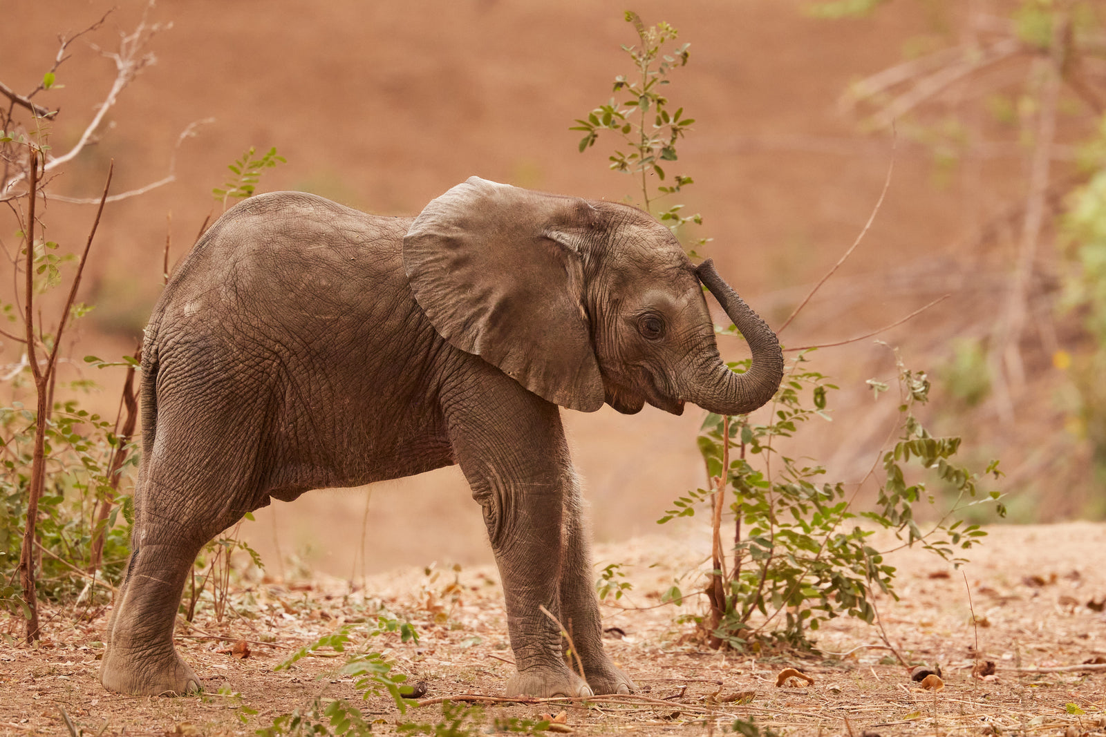Young calf walking past green bushes on sandy ground, trunk curled