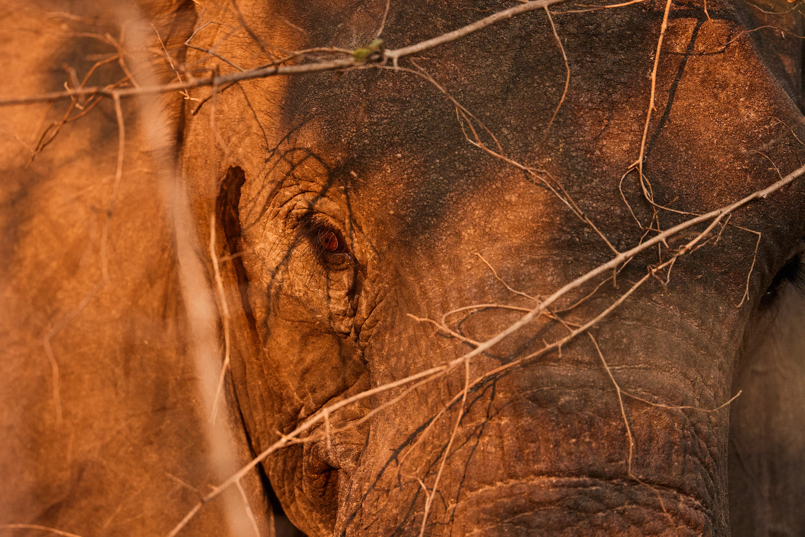 Close-up of an elephant's eye through dry branches in warm golden light