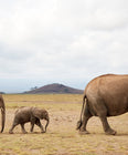 Gentle Giants