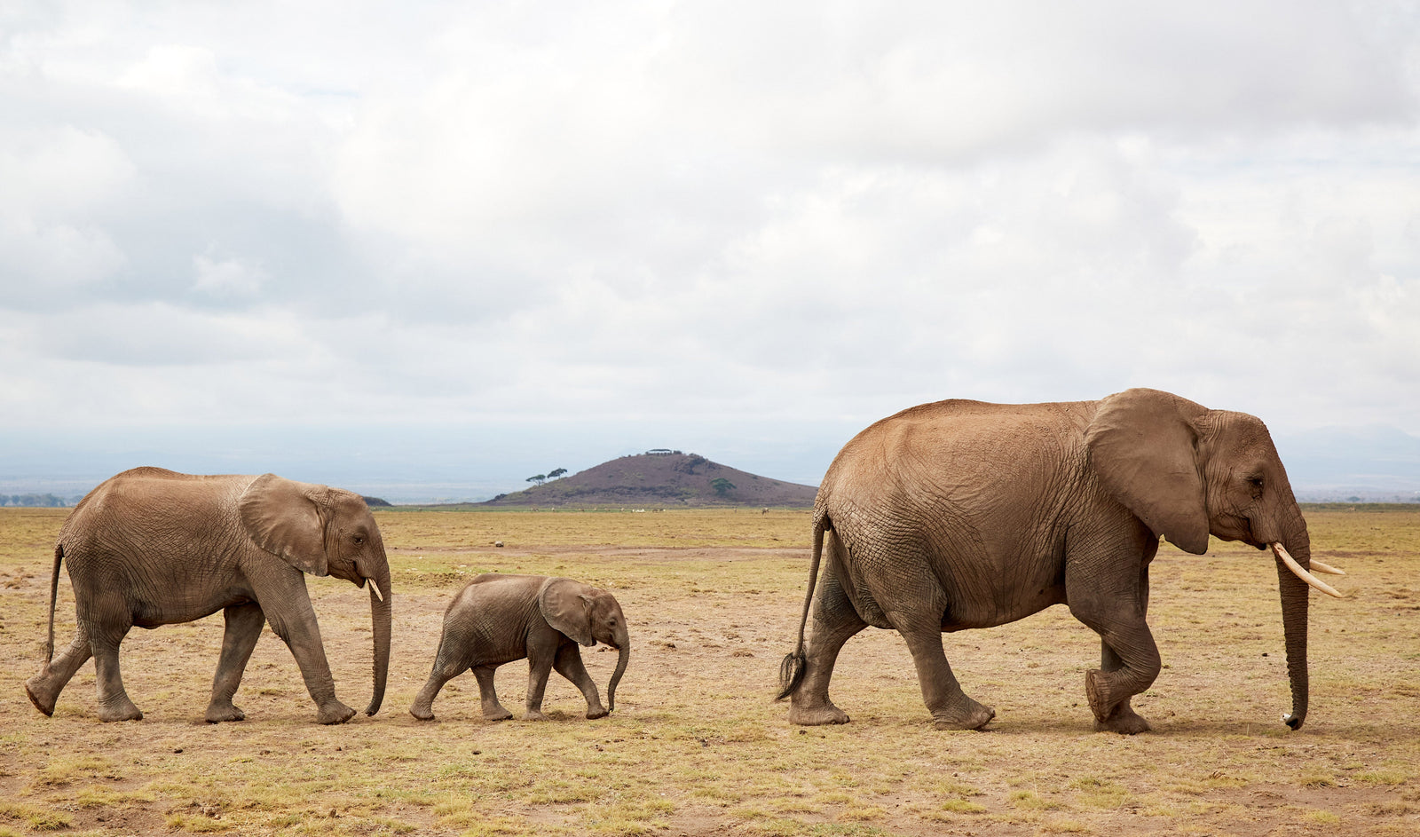 Elephant family walking in single file across open savanna — mother, calf, and juvenile