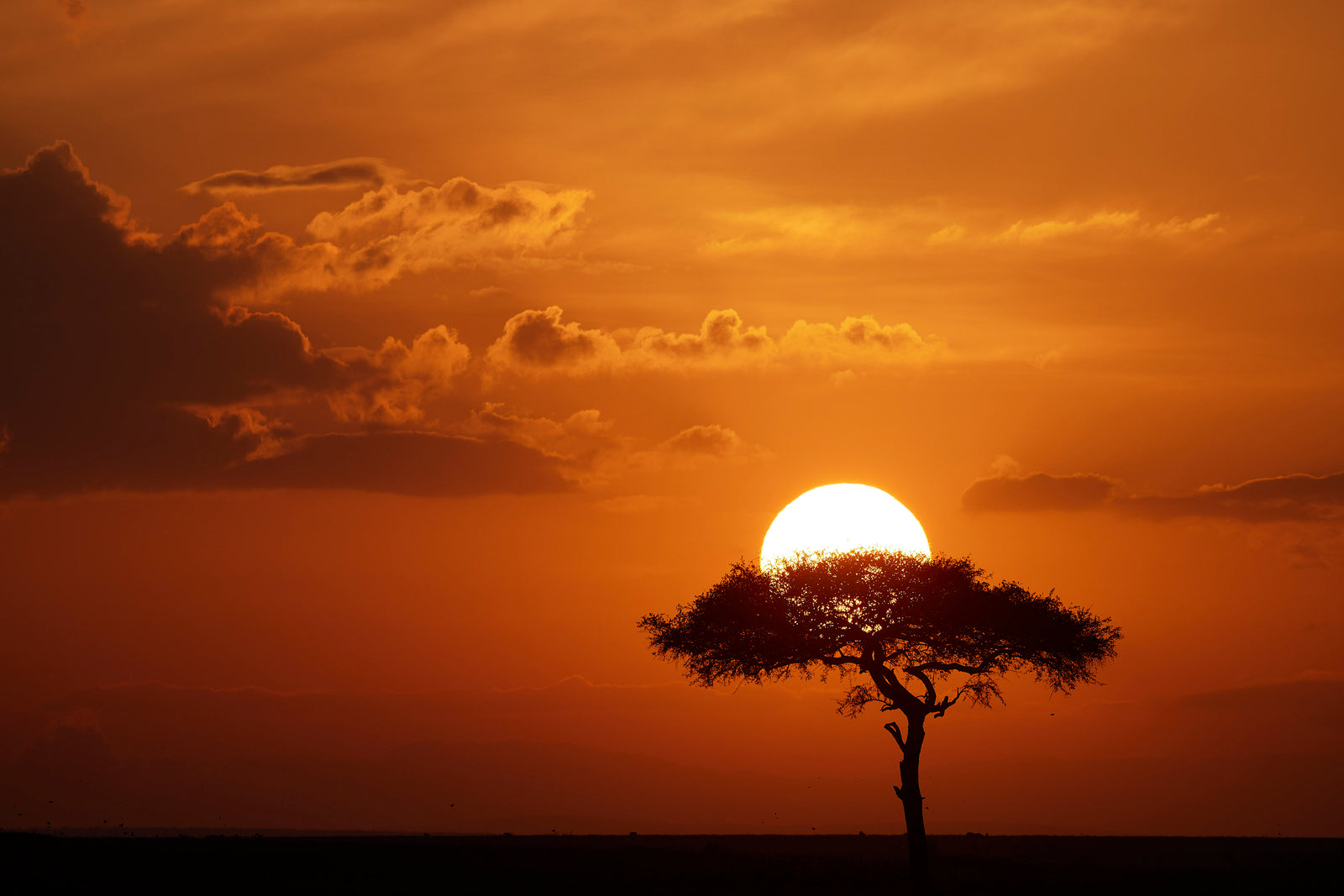 Setting sun sitting directly behind a lone acacia tree silhouette, deep orange sky with scattered clouds