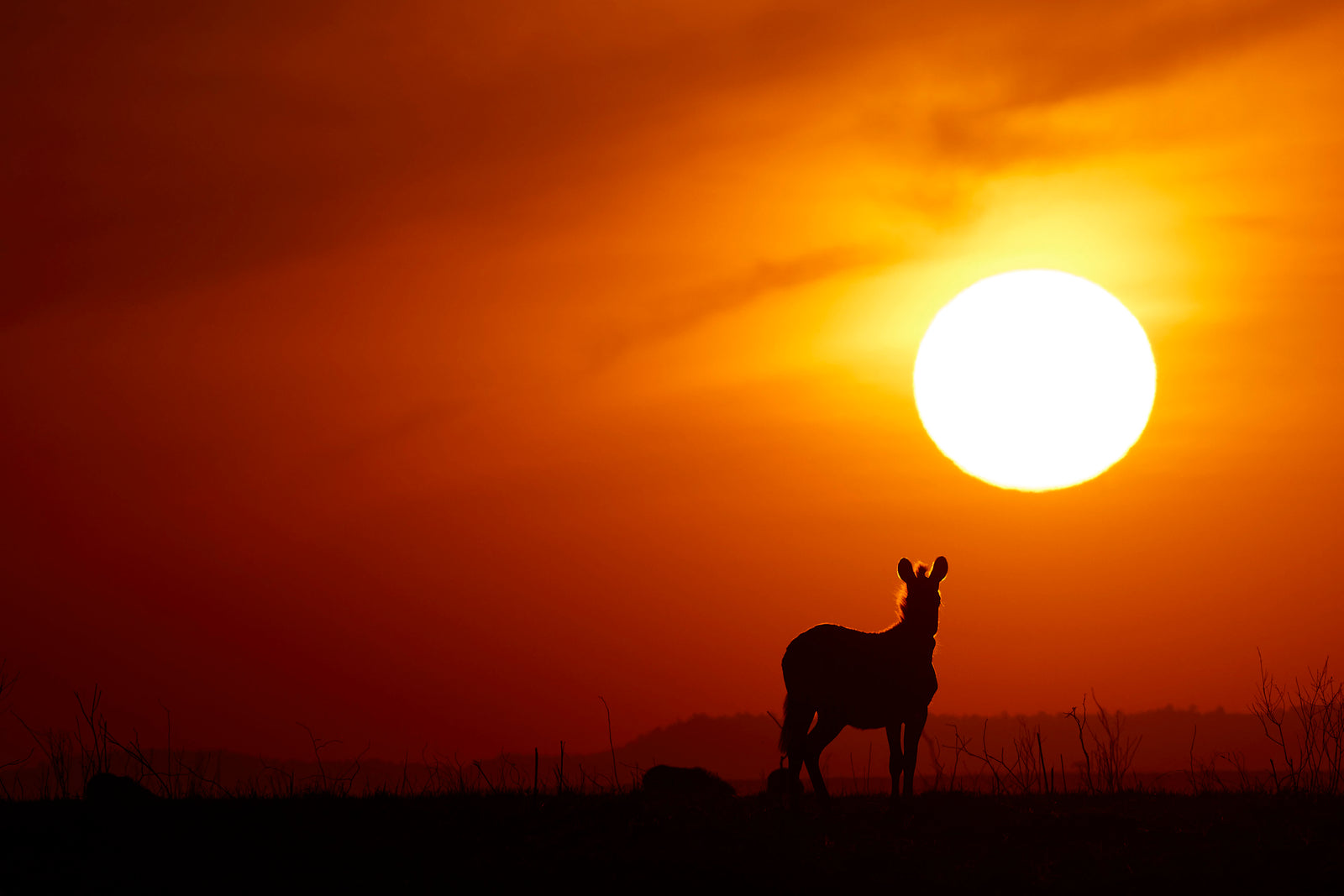 Silhouette of an antelope standing on a ridge beneath a huge orange sun, dramatic warm sky