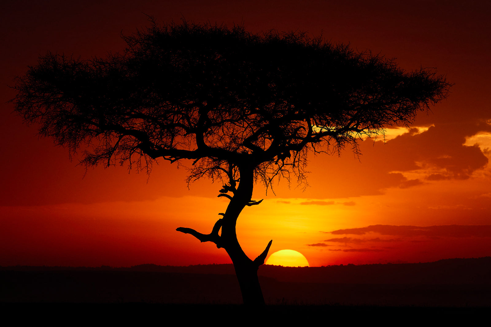 Acacia tree silhouette against a deep red-orange sunset, sun touching the horizon
