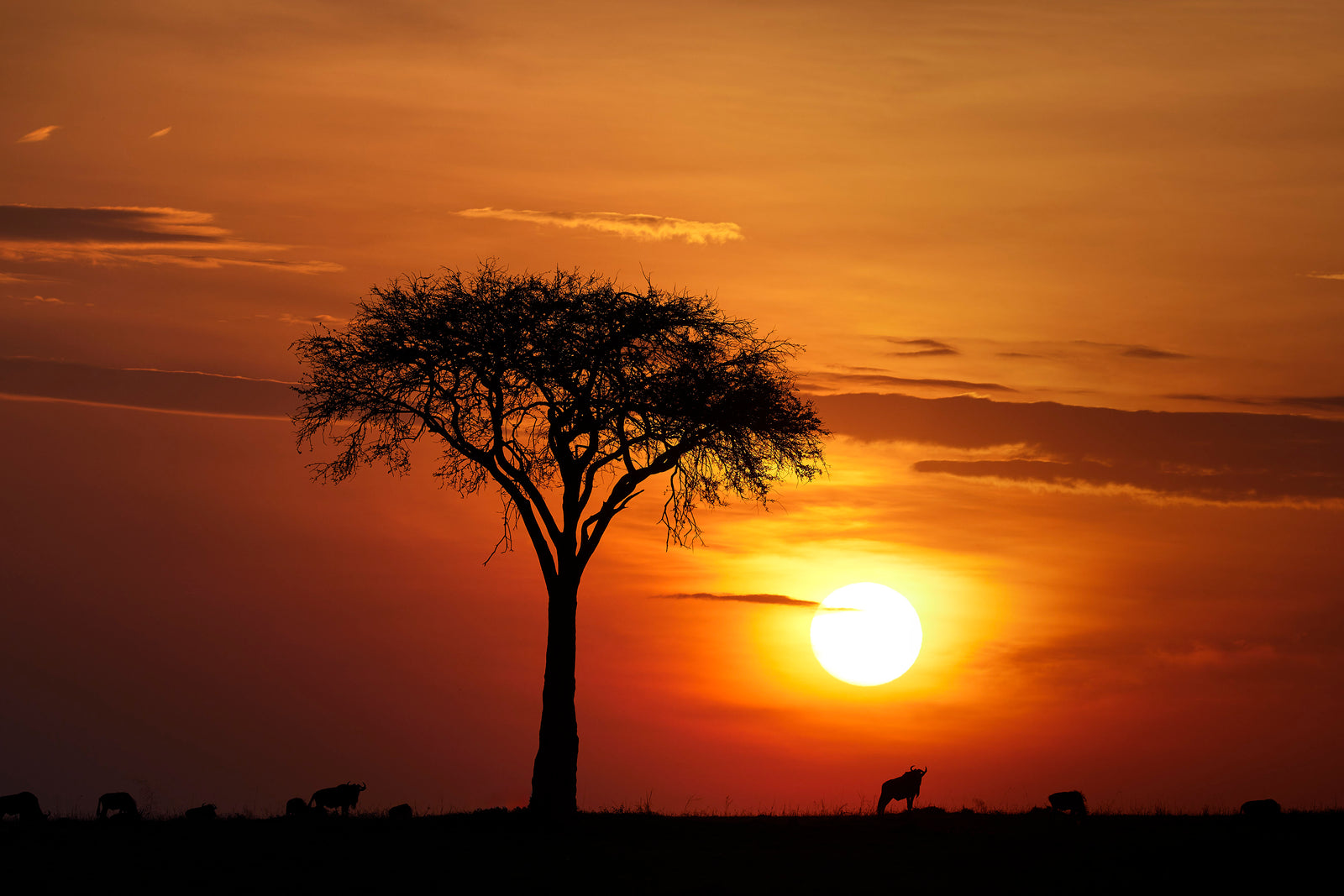 Silhouette of an acacia tree with wildebeest grazing beneath it against a golden sunset sky