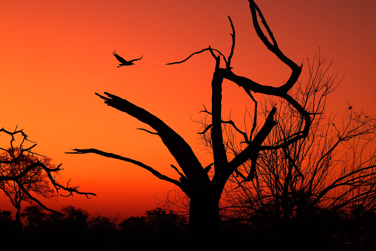 Silhouette of a bird launching from a dead tree against a vivid orange-red sunset sky