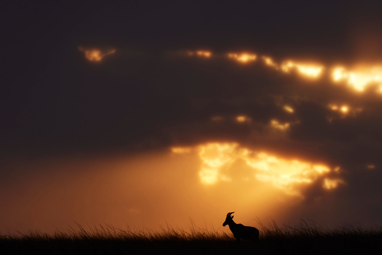 Lone topi antelope silhouetted on a grassy ridge against golden light breaking through dark storm clouds