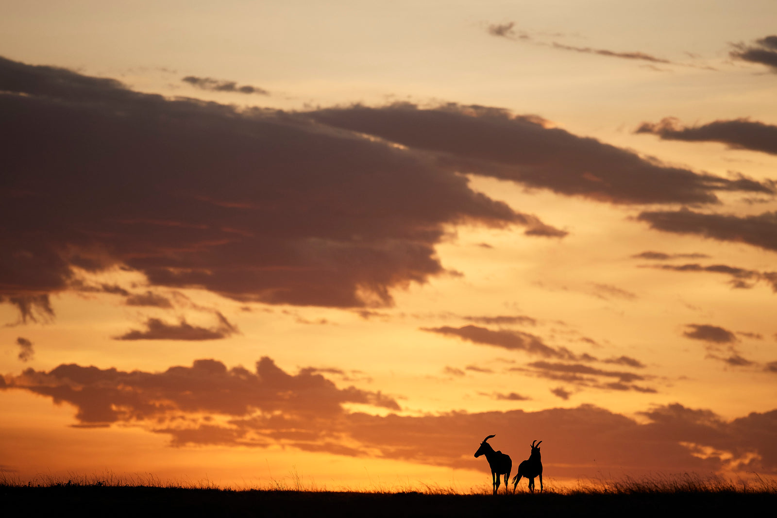 Two topi antelope silhouetted on a ridge against a warm golden sunset sky with layered clouds