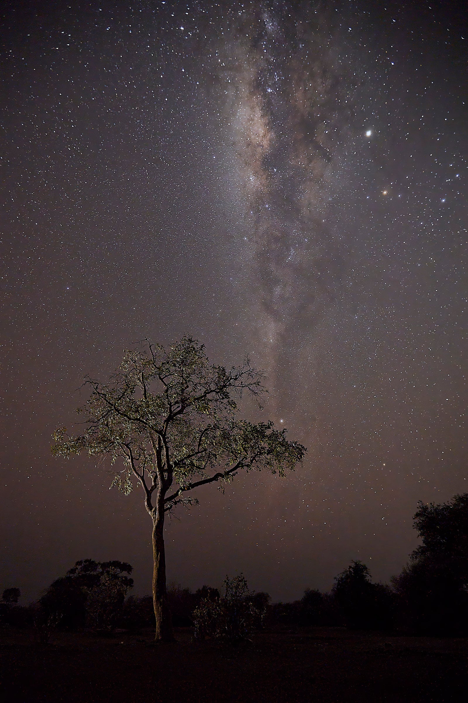 Milky Way arching over a lone tree in the African bush, long-exposure night sky