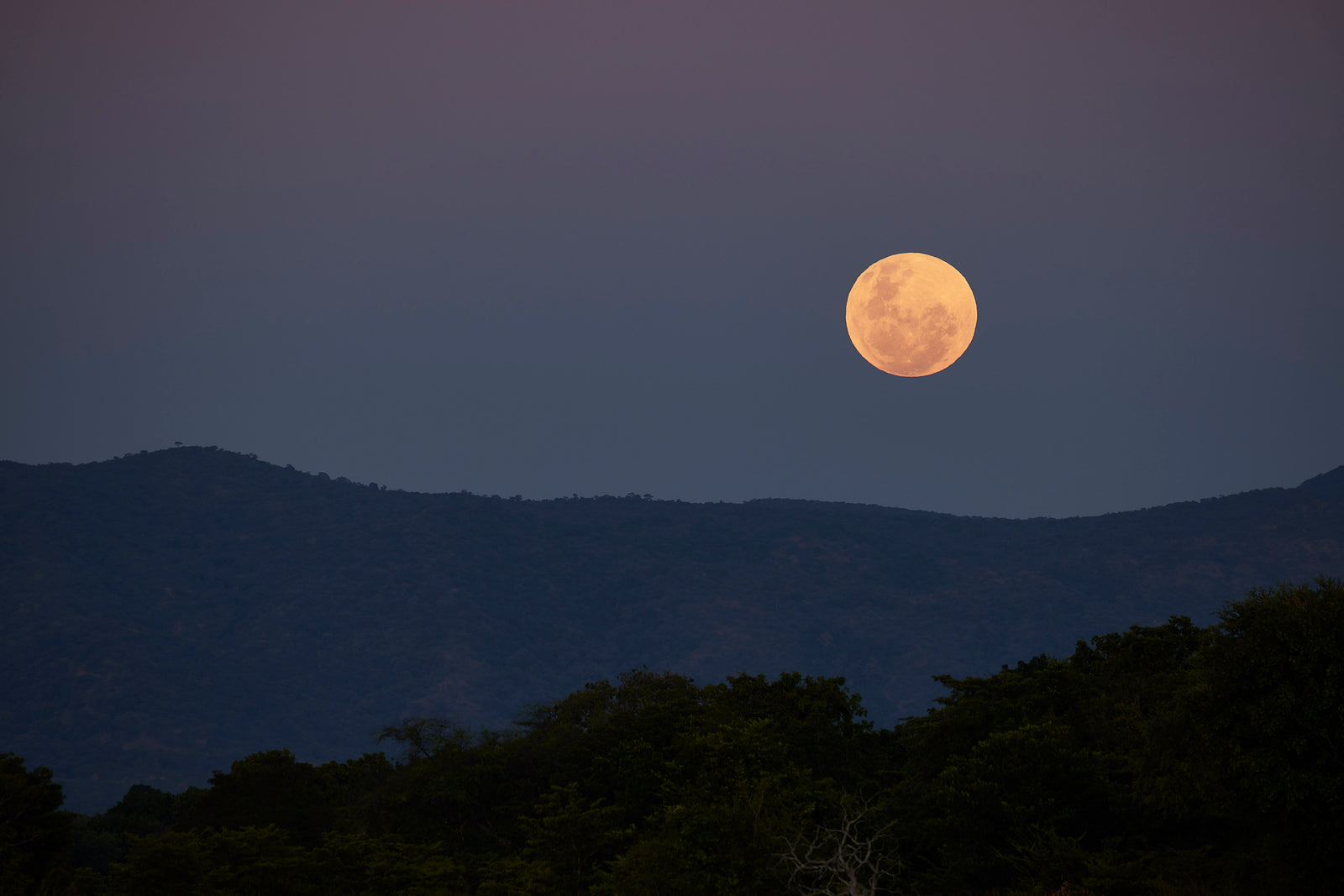 Full moon rising over dark forested hills in soft purple twilight