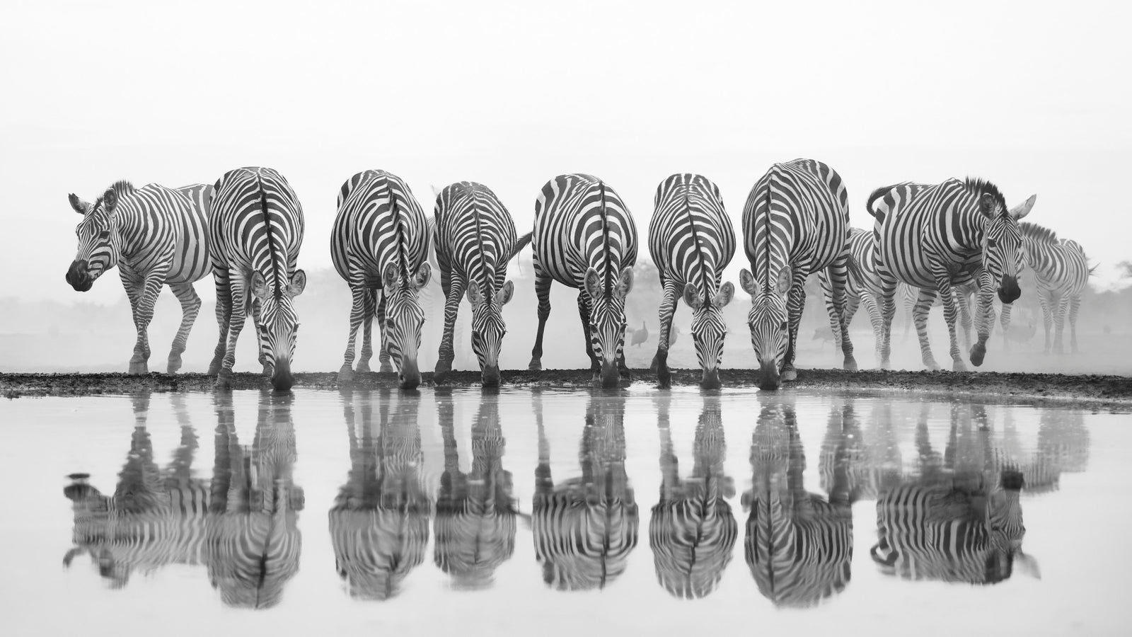 Row of zebras drinking at a waterhole in black and white, reflections mirrored in the water