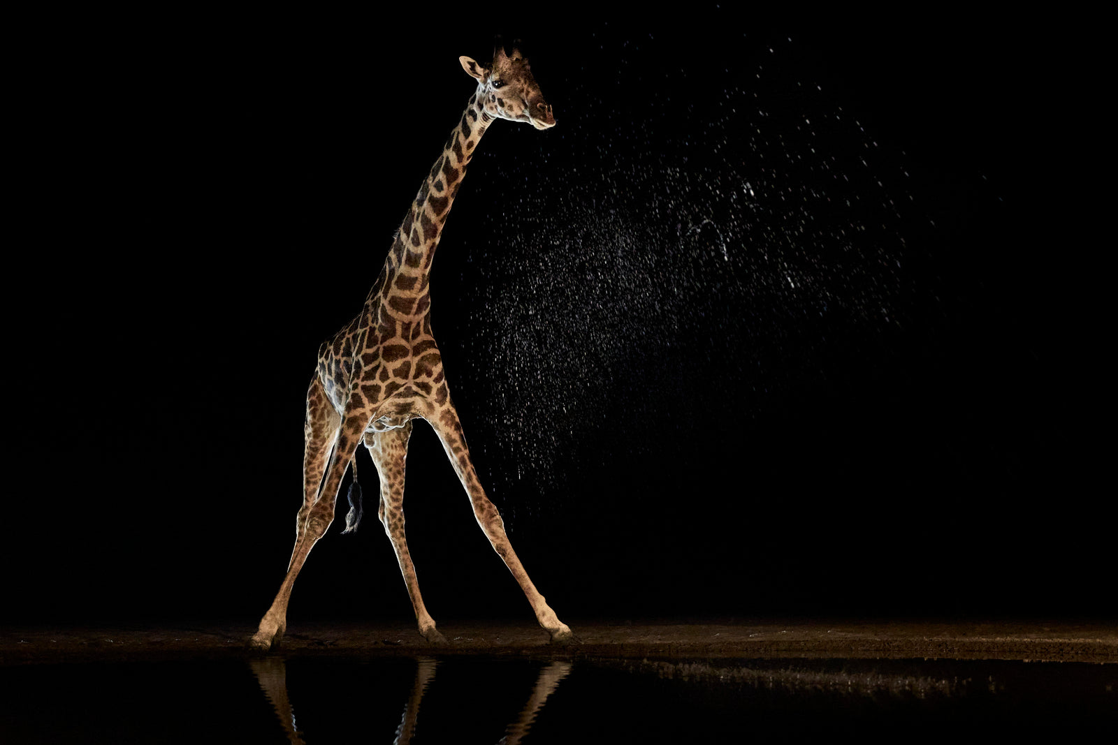 Giraffe walking past a waterhole at night, water droplets caught in the light against a black background