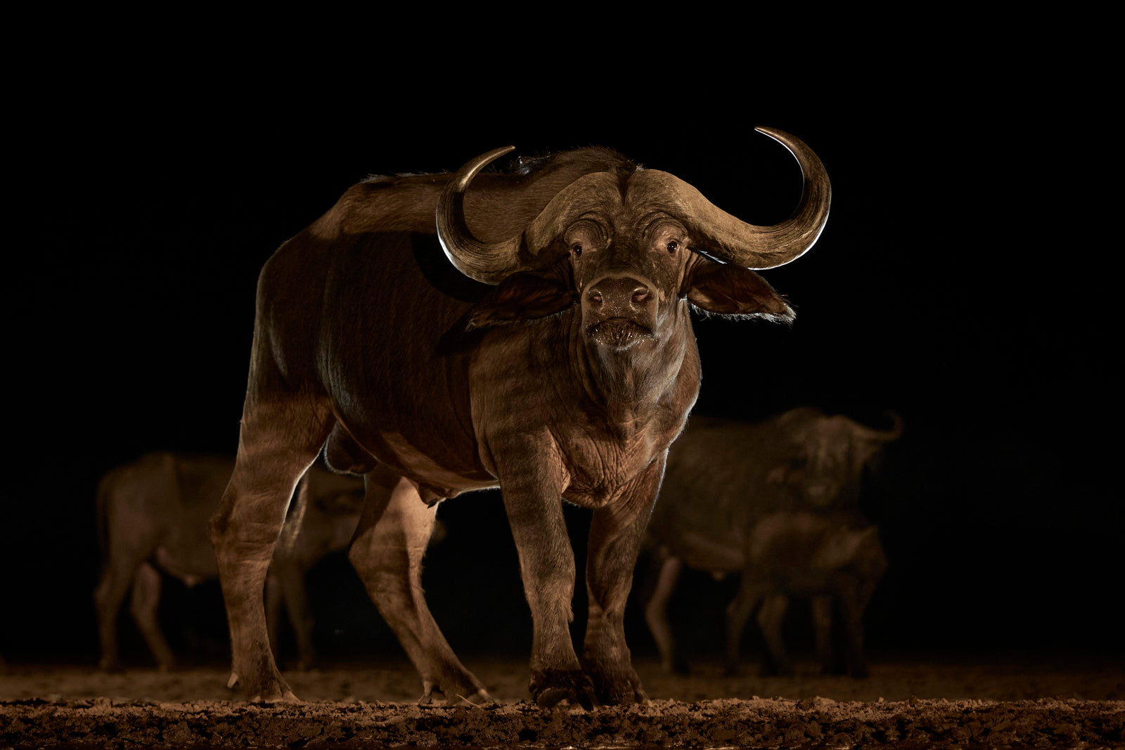 Cape buffalo standing head-on at night, heavy curved horns lit against darkness, herd behind