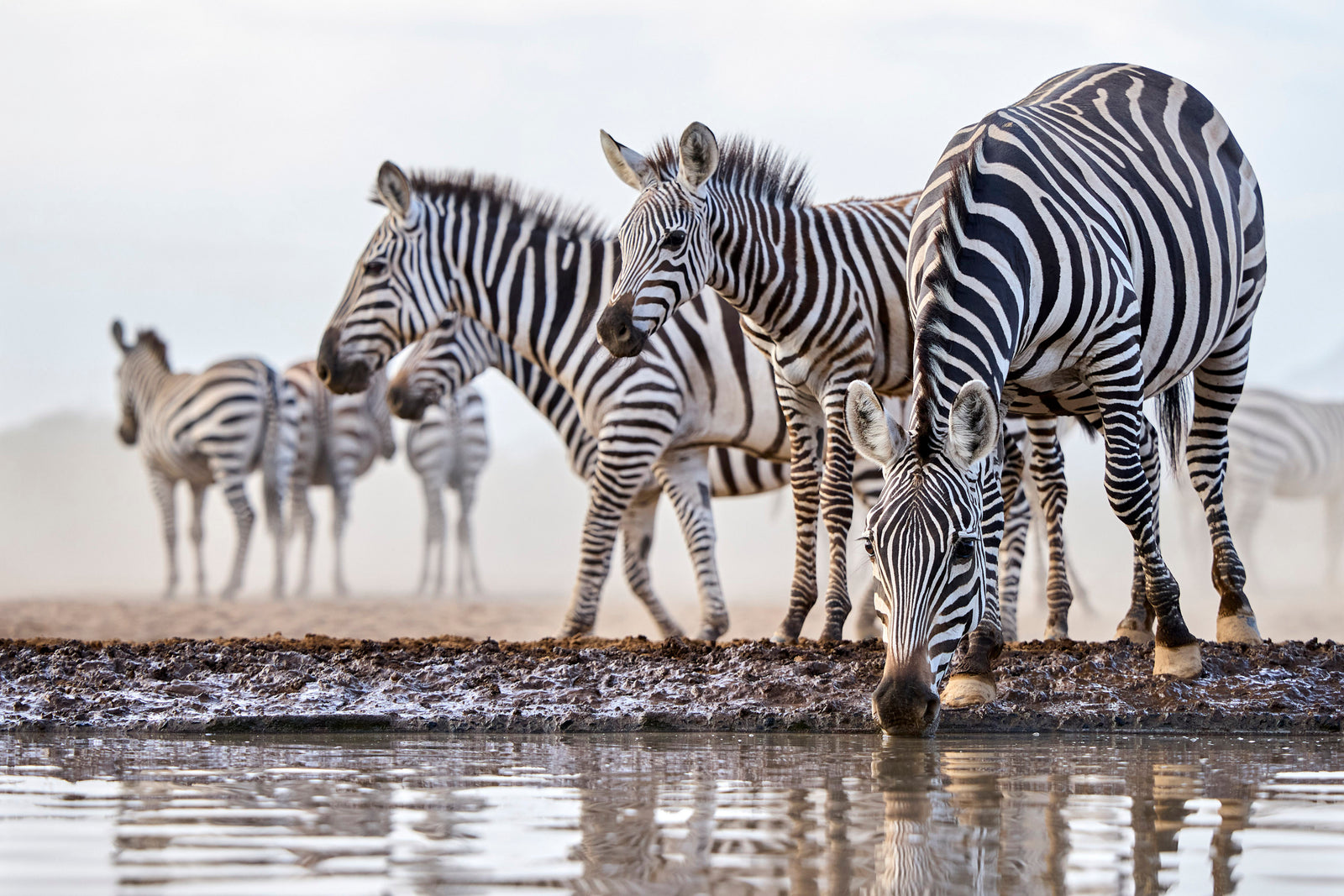 Zebras drinking at a waterhole at low angle, one looking directly at camera