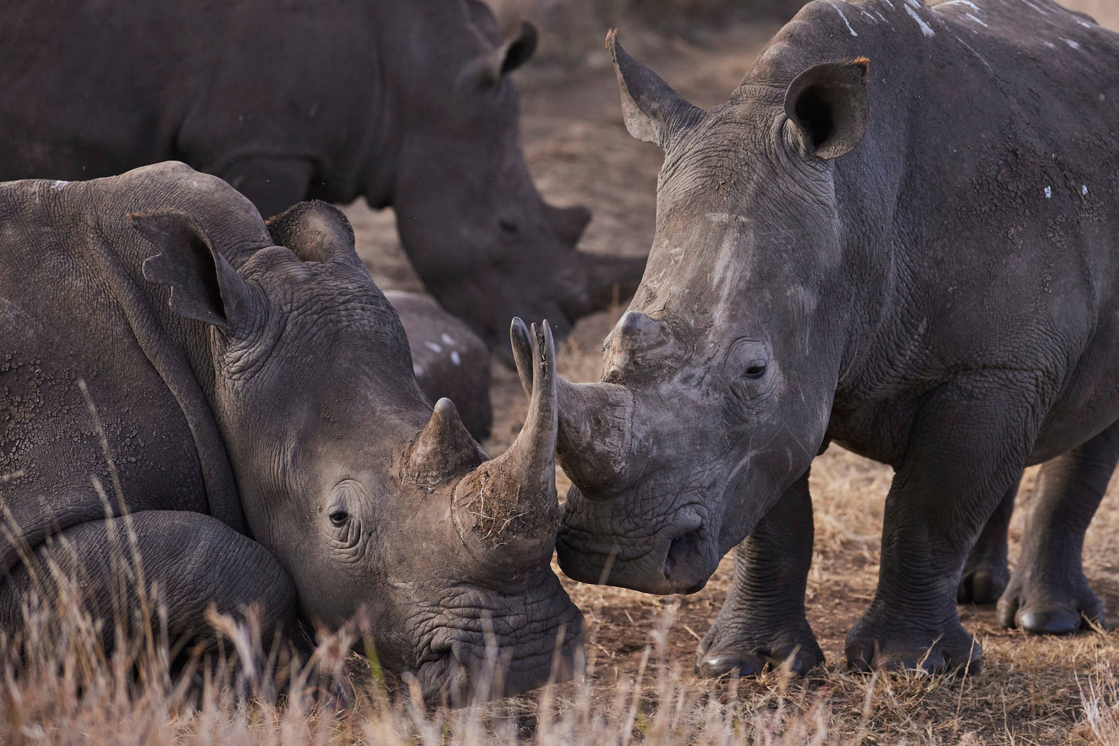 Group of white rhinos resting and standing together in dry grassland