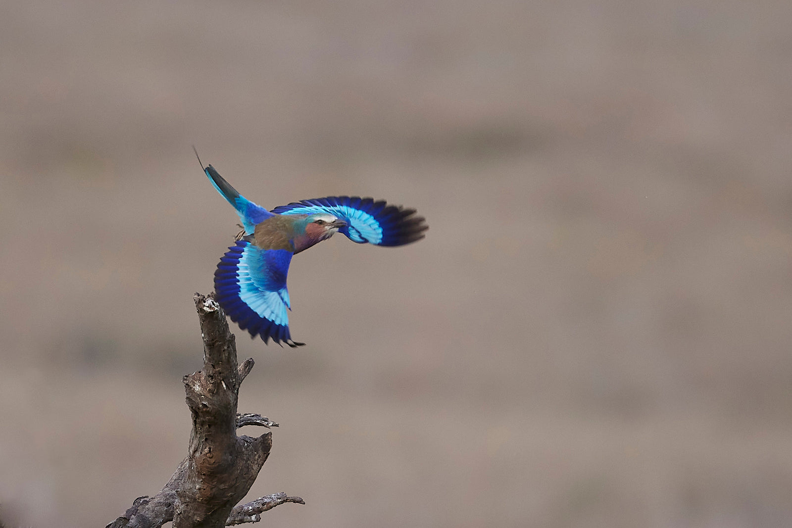 Lilac-breasted roller launching into flight from a dead branch, wings spread showing vivid blue plumage