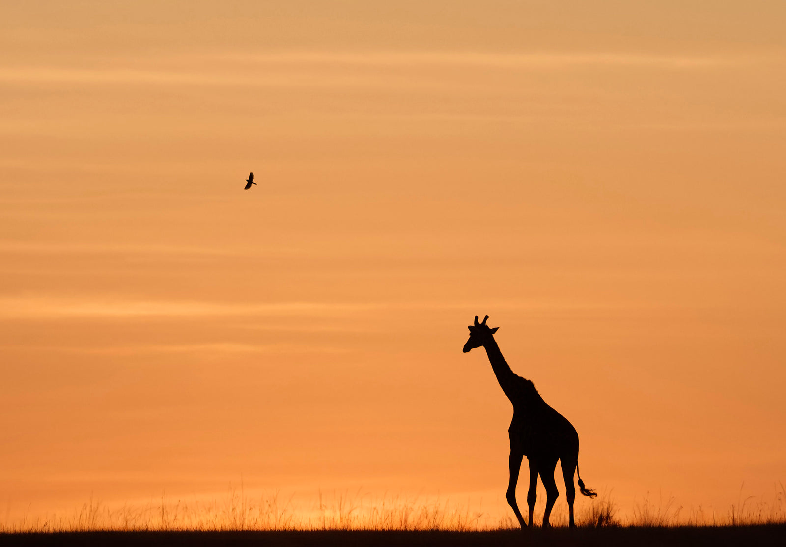 Silhouette of a giraffe walking across the horizon at sunset with a bird in flight above, golden sky