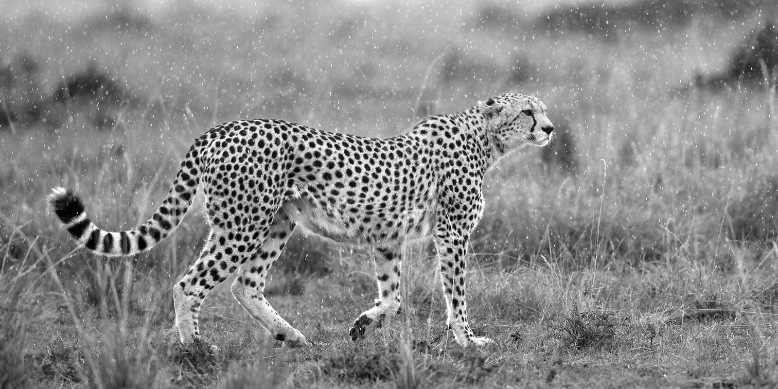 Cheetah walking through grassland in the rain, full profile in black and white
