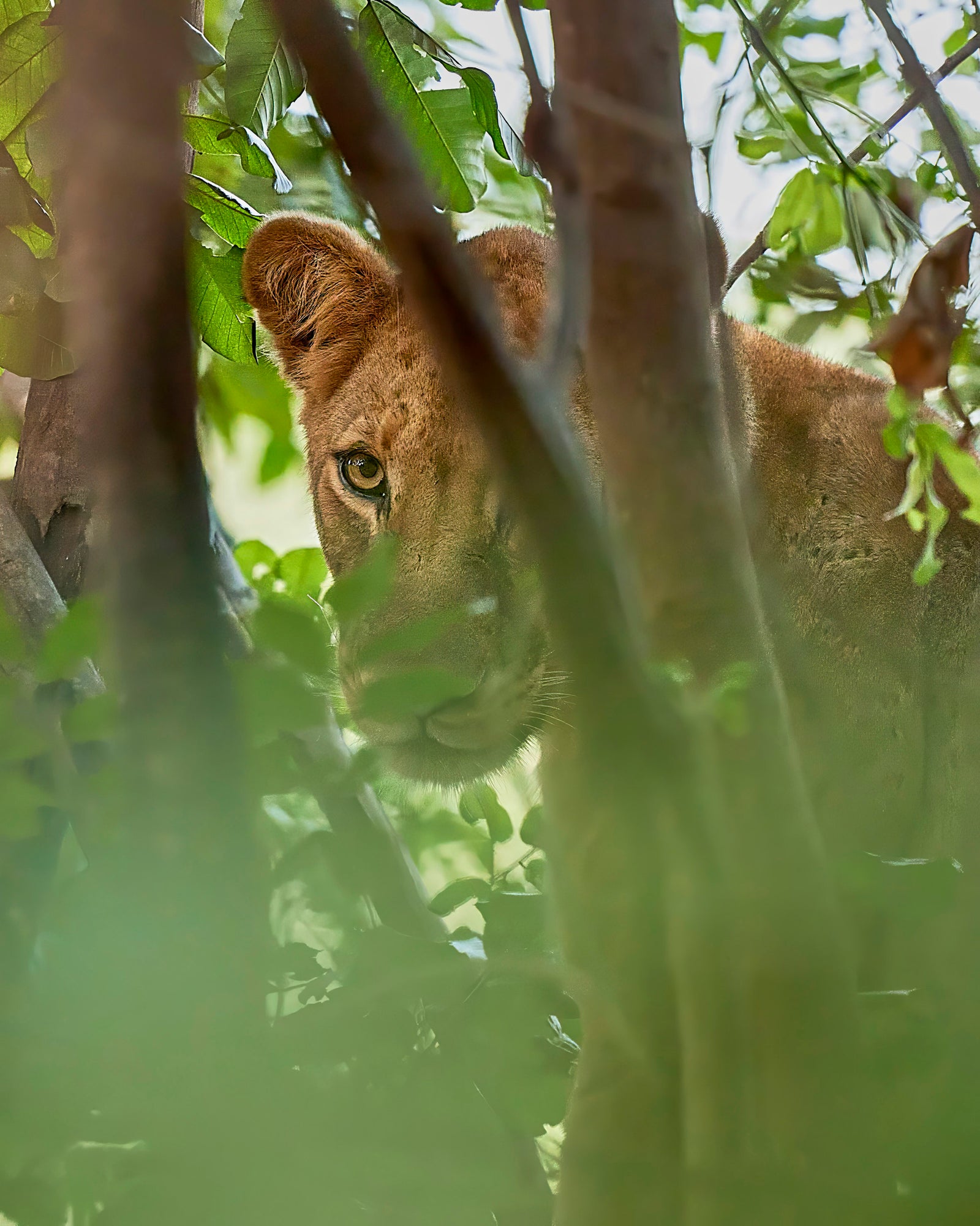 Young lioness peering through green foliage and branches, one eye visible 