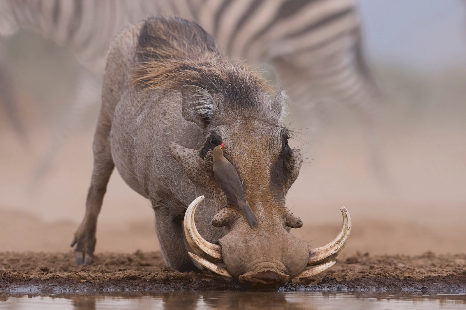Warthog drinking at a waterhole with an oxpecker perched on its face, zebra passing behind