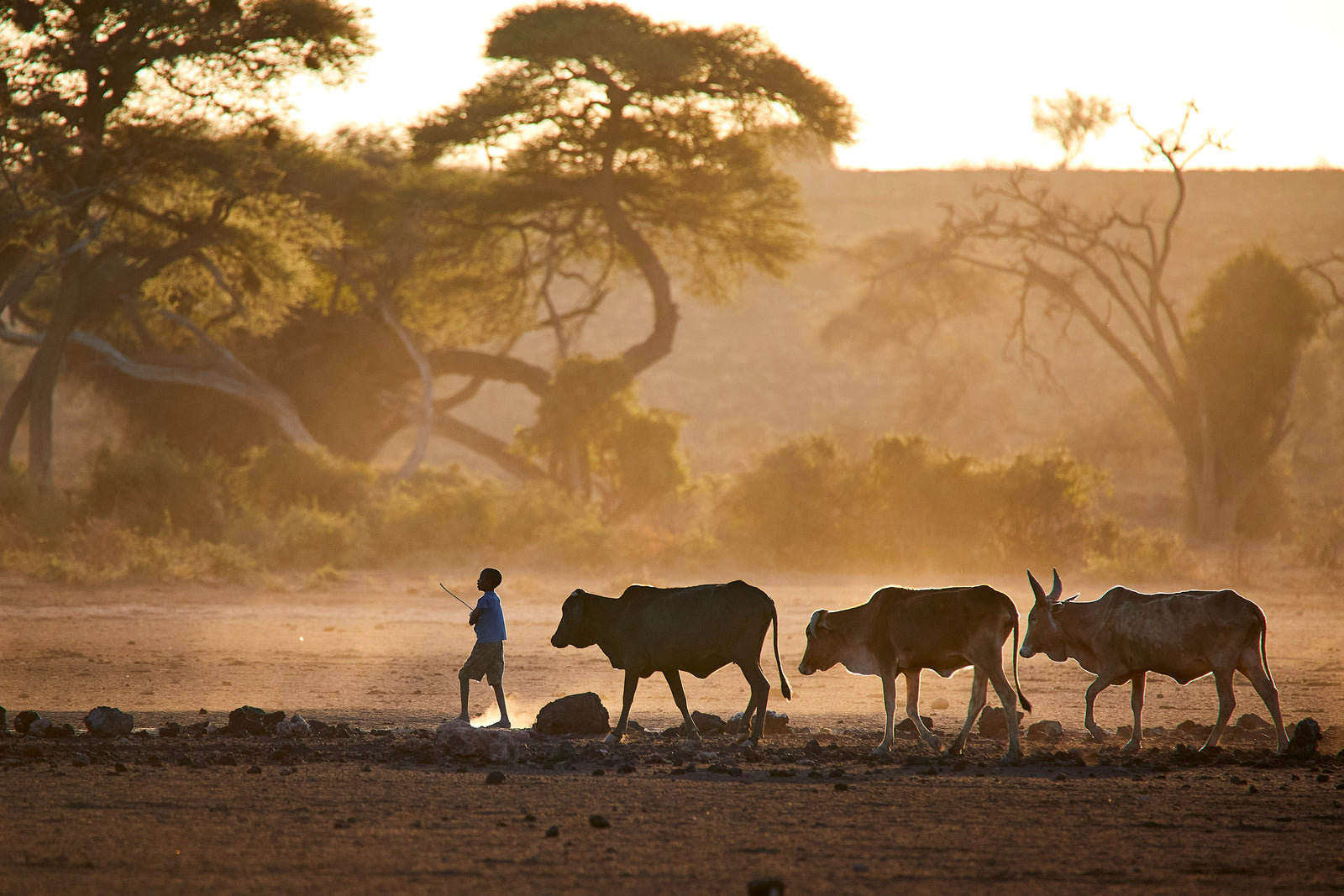 Young boy herding three cattle through golden dust at sunset, acacia trees silhouetted behind