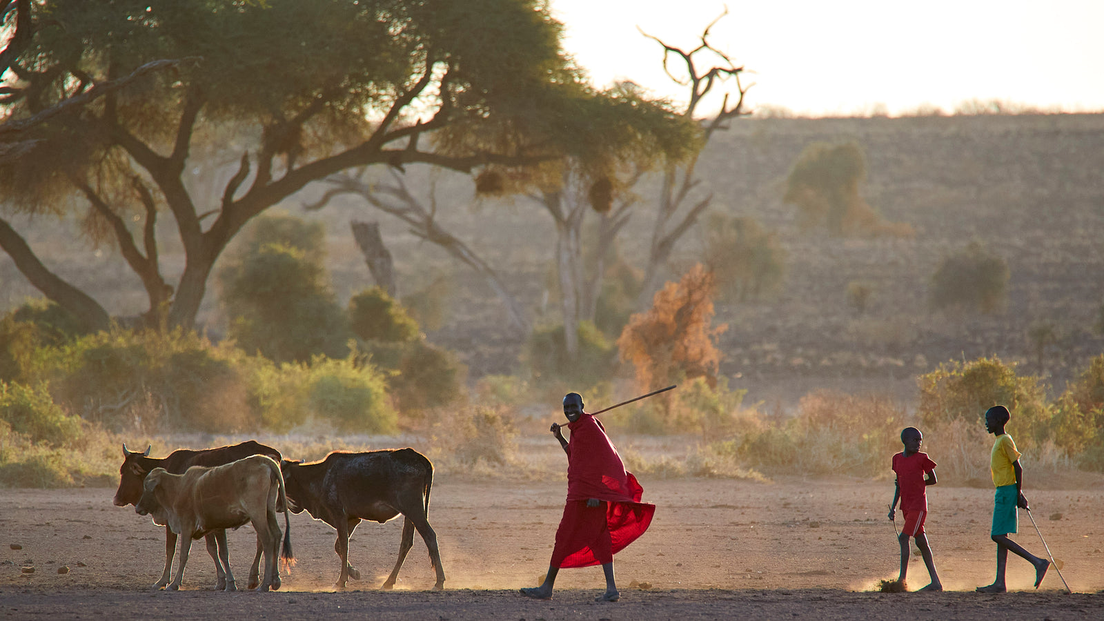 Maasai man in red shuka herding cattle at sunset with two boys following, acacia trees in golden backlight