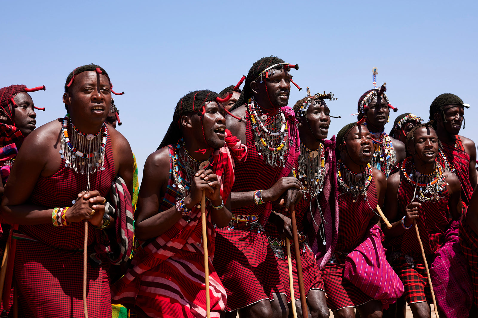 Group of Maasai warriors chanting together in red shukas, holding sticks, beaded jewellery visible