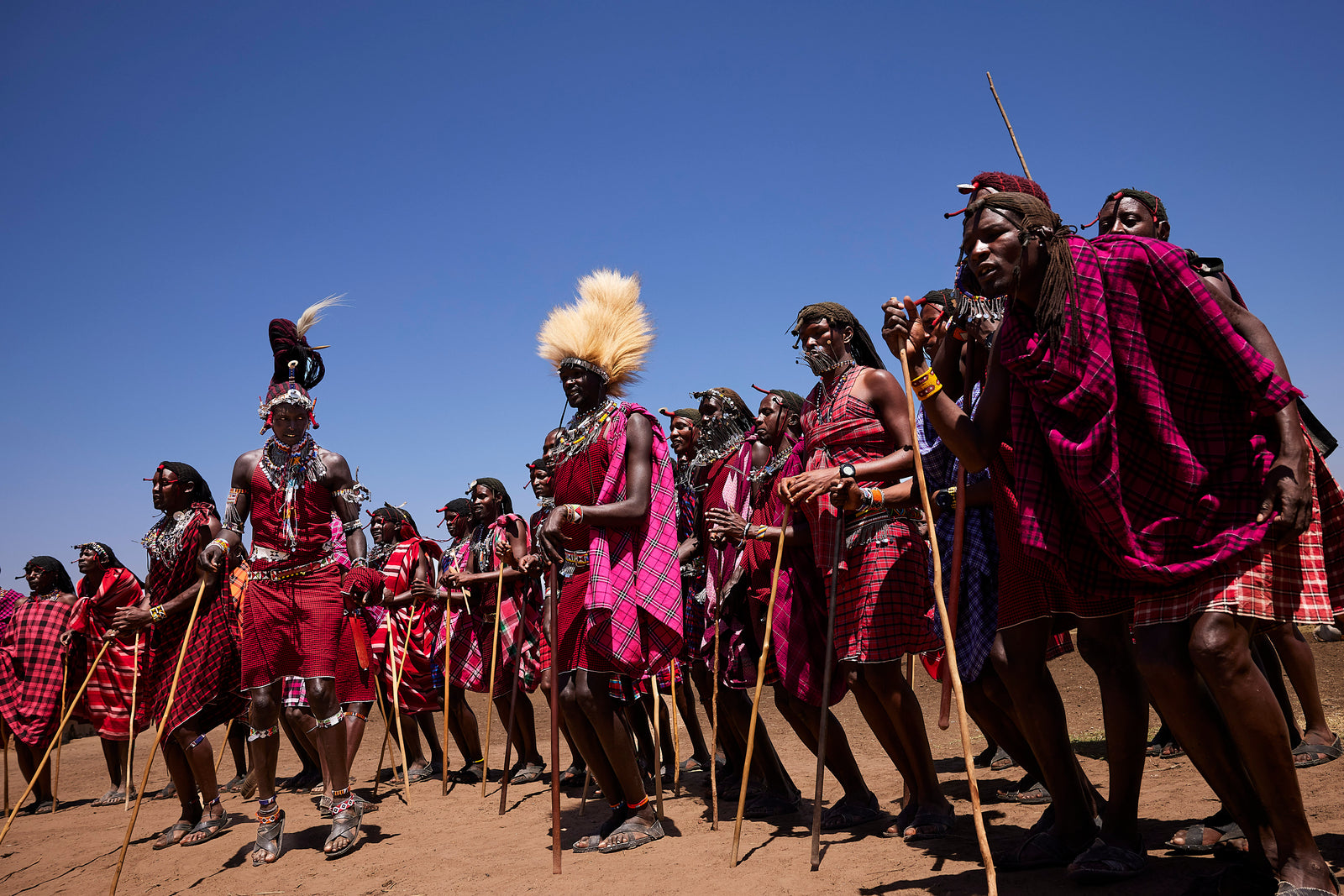 Low-angle view of a large group of Maasai warriors in pink and red shukas during a ceremonial gathering, lion-mane headdresses 
