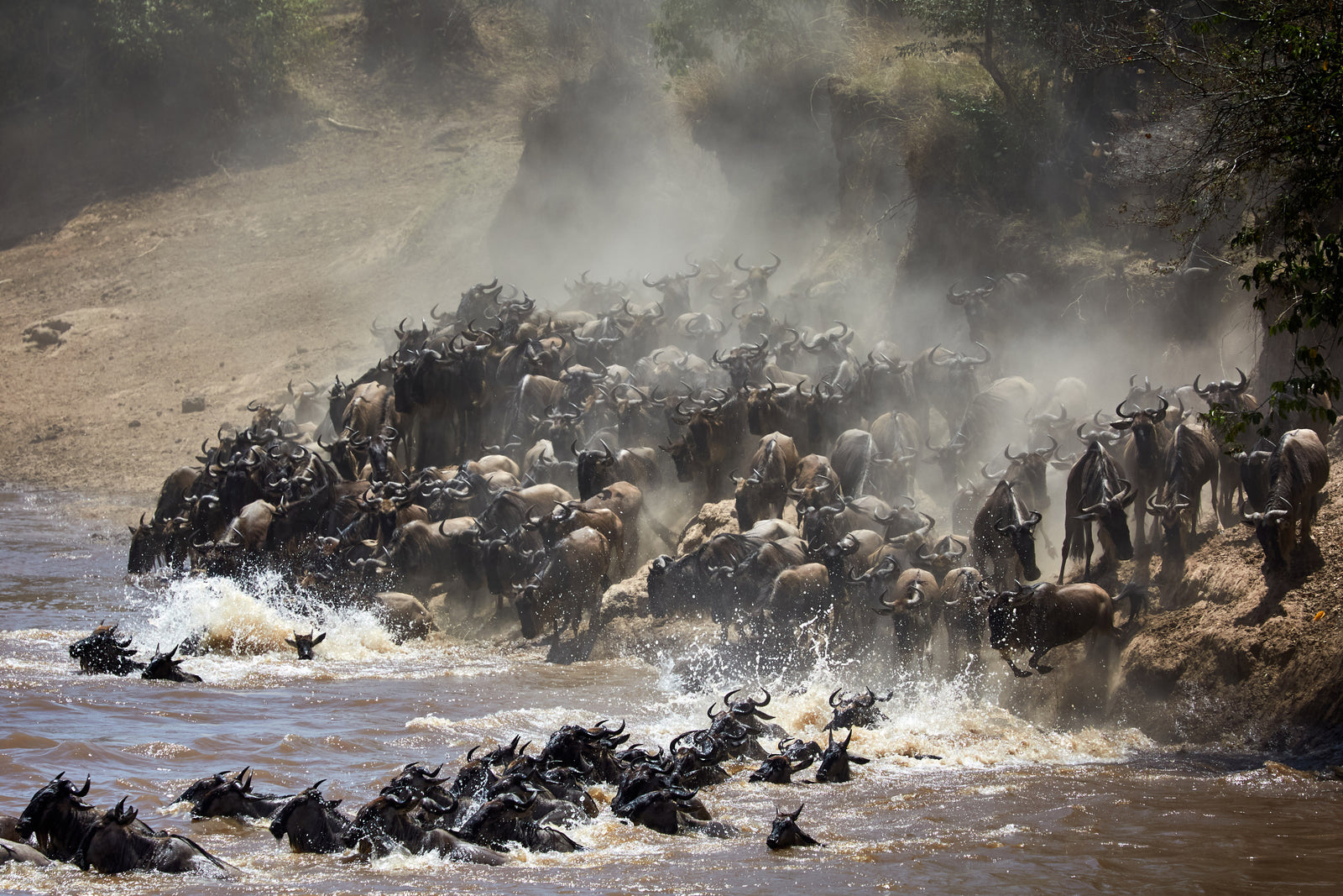 Wildebeest herd stampeding into a river during the great migration, dust and spray