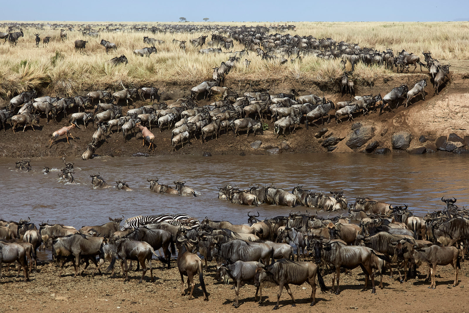 Vast wildebeest herd crossing a river with zebras, viewed from above showing both banks