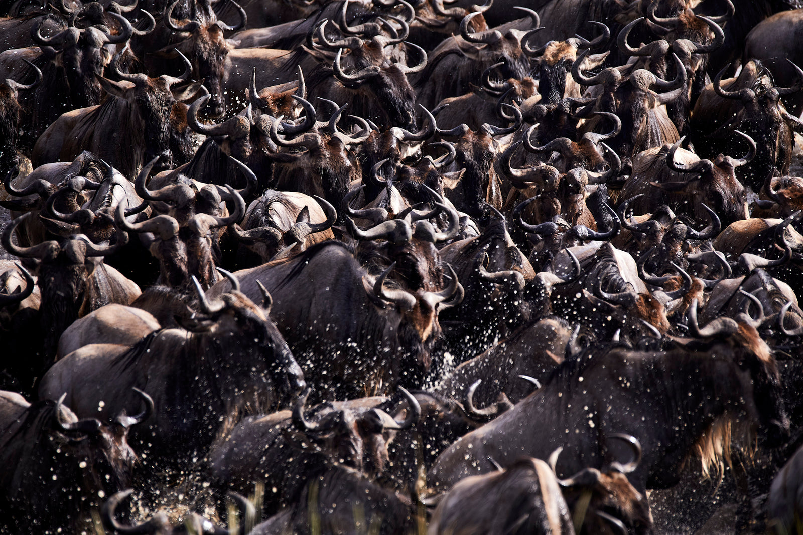 Dense mass of wildebeest heads and horns packed together during a river crossing