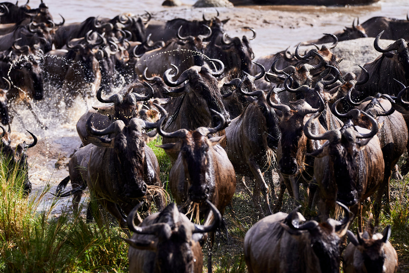 Wildebeest surging out of a river onto the bank, water splashing, horns clashing