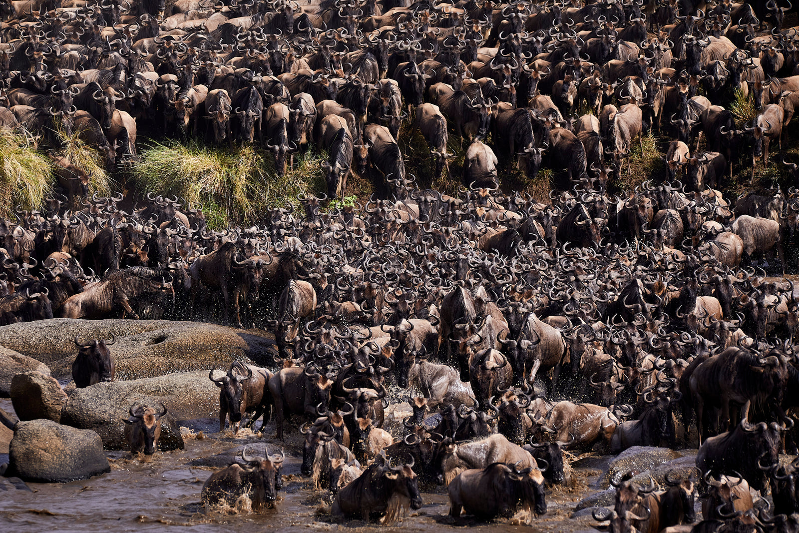 Enormous herd of wildebeest filling a riverbank from edge to edge, scrambling over rocks