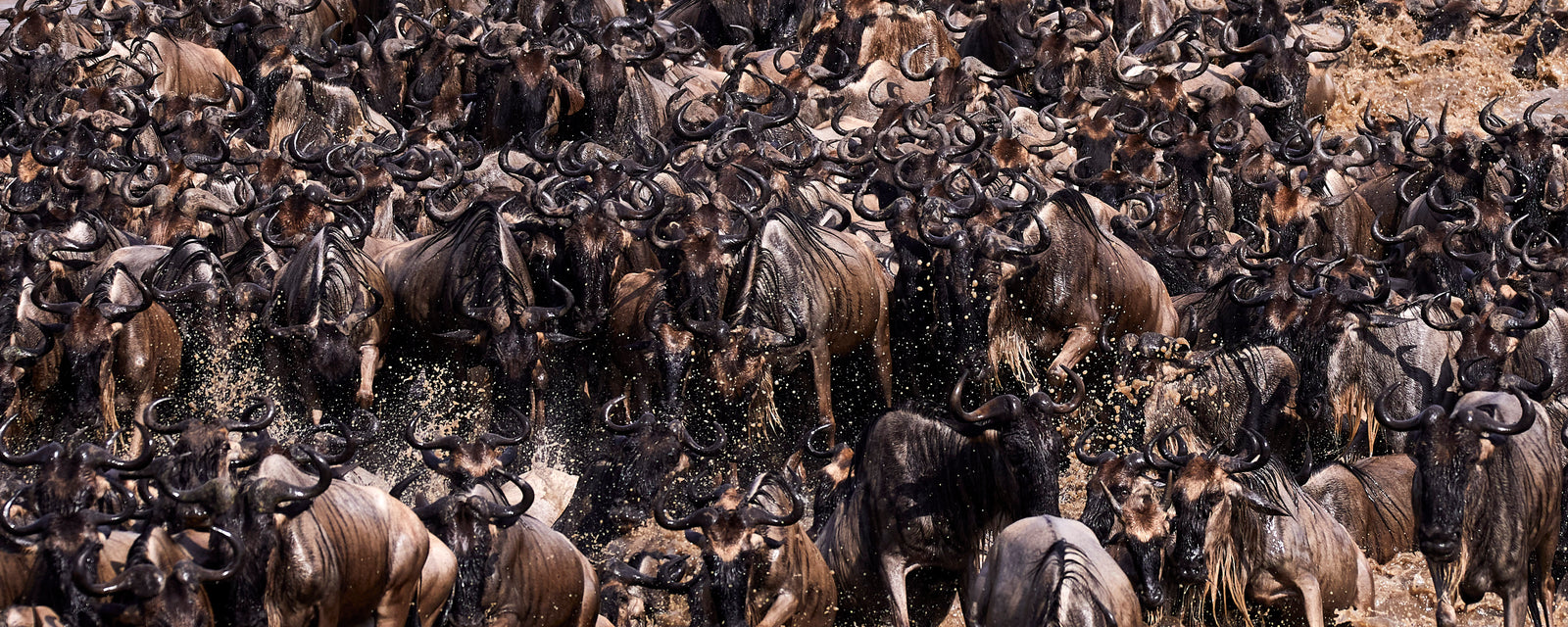 Panoramic view of tightly packed wildebeest herd kicking up dust during migration