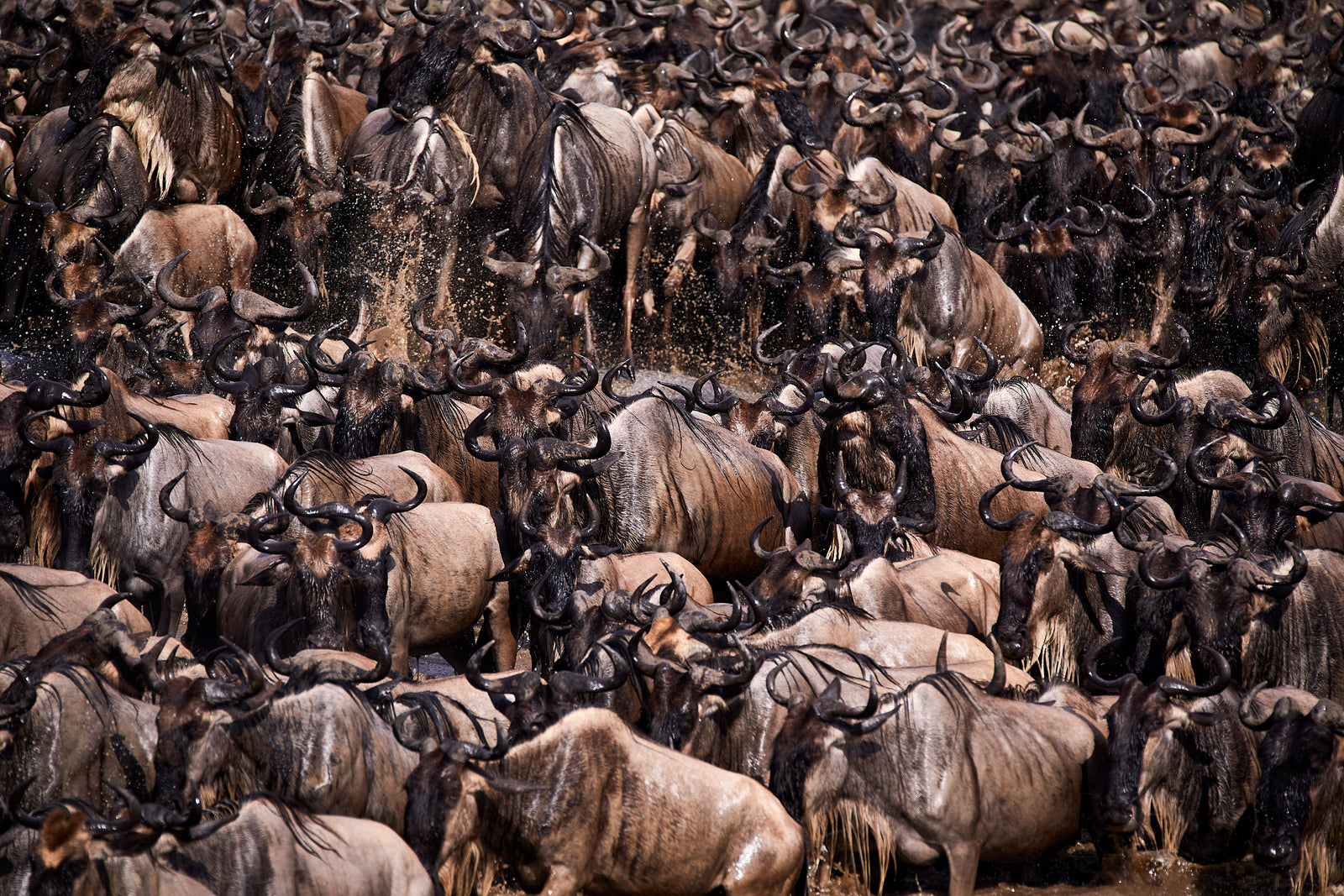 Close-up of densely packed wildebeest herd, hundreds of horned heads filling the frame