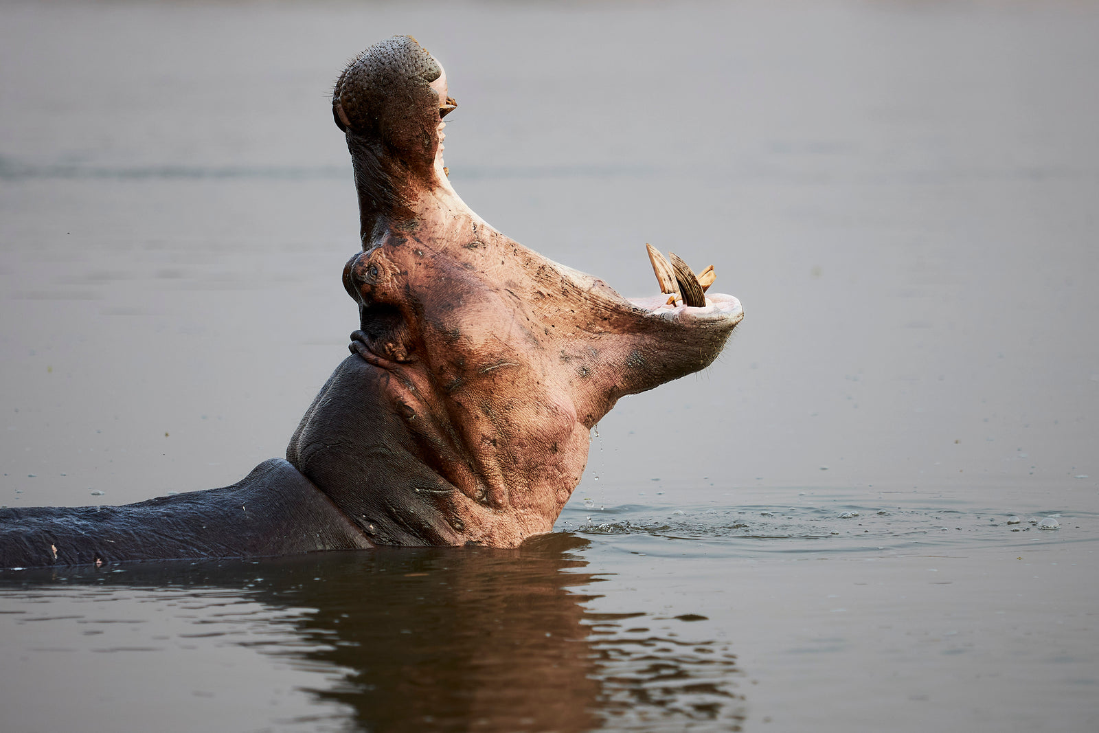 Hippo yawning wide in a river, mouth fully open showing tusks, grey water