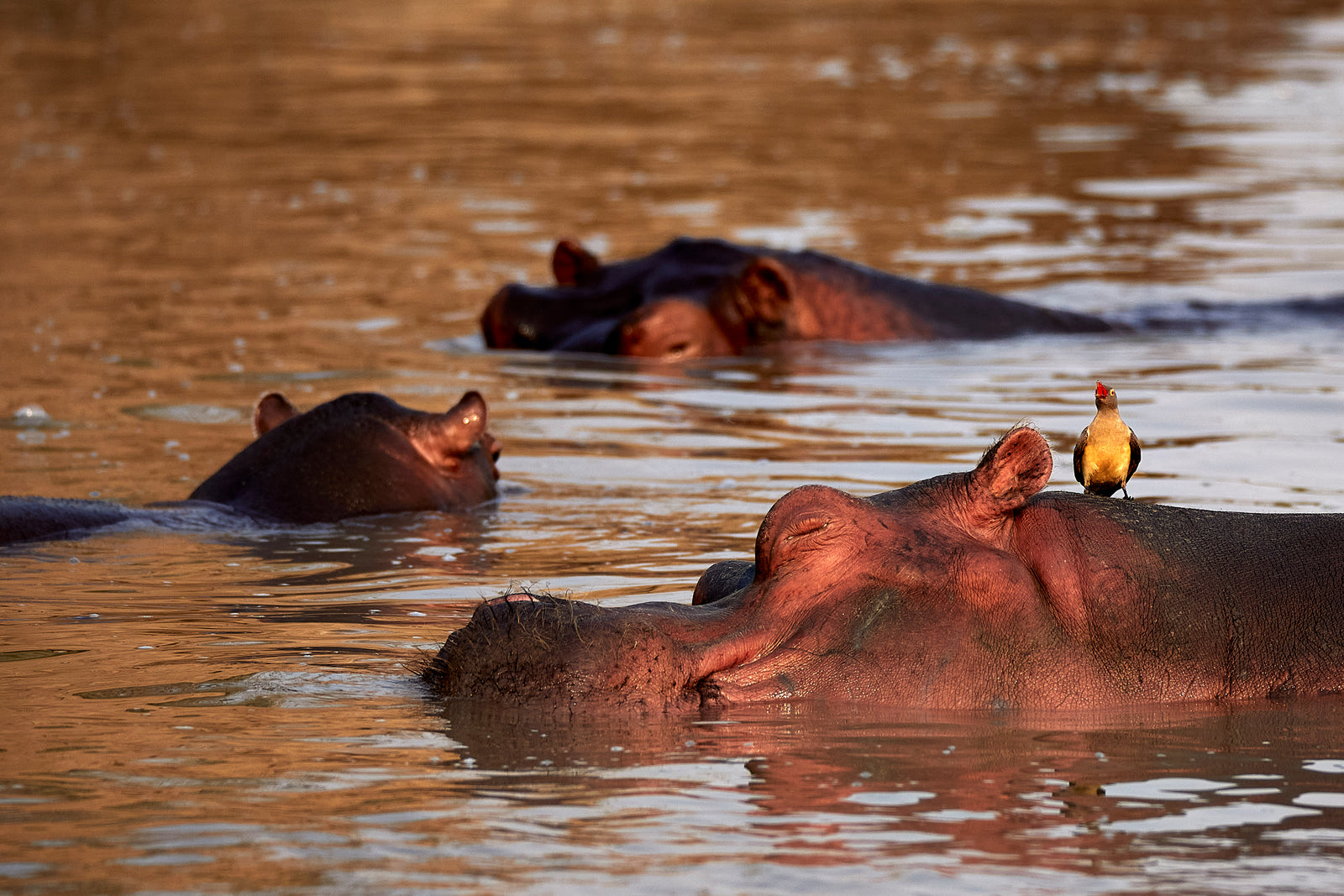 Three hippos submerged in a golden river at sunset, oxpecker perched on one's head
