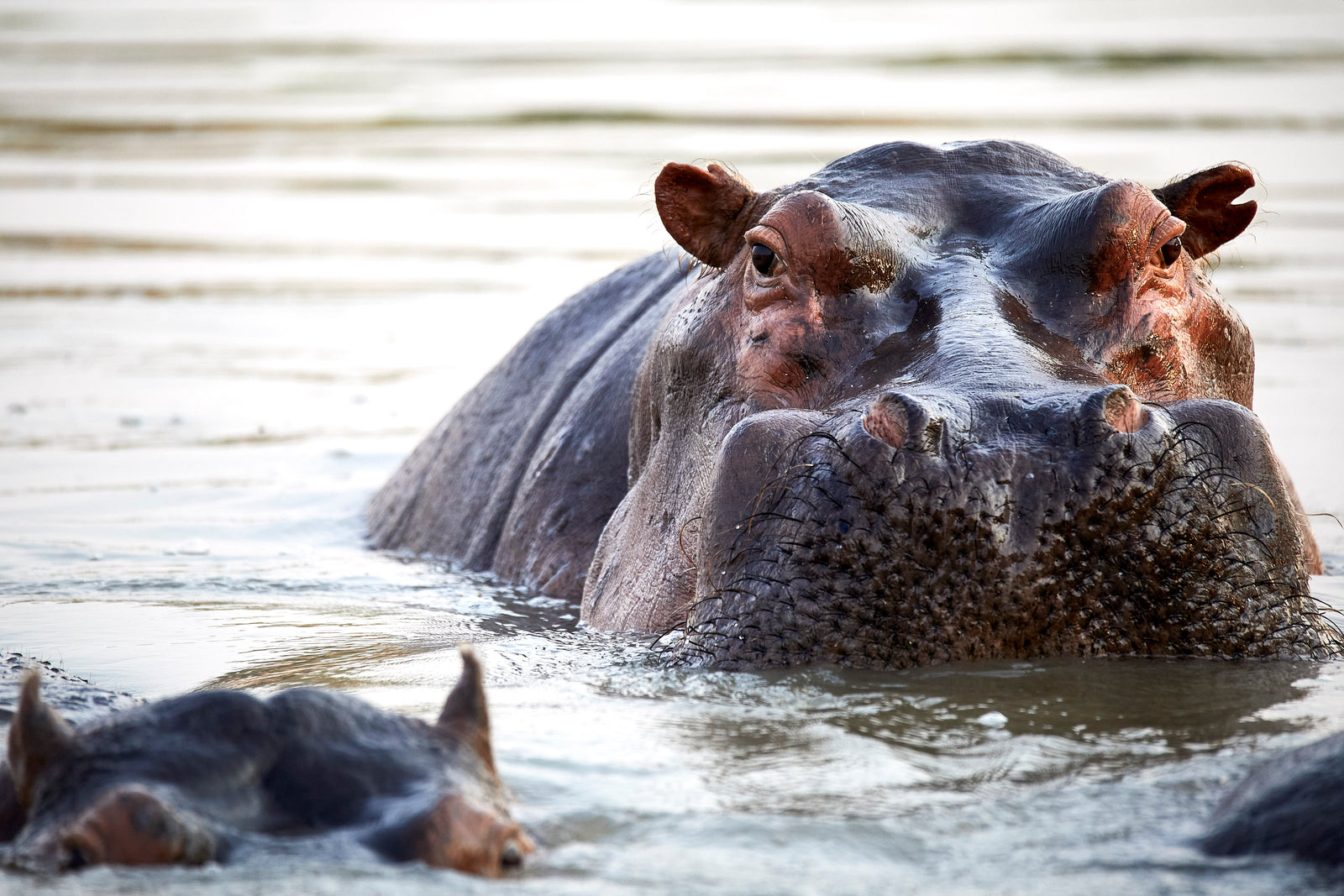 Hippo face emerging from water looking directly at camera, nostrils and eyes above the surface