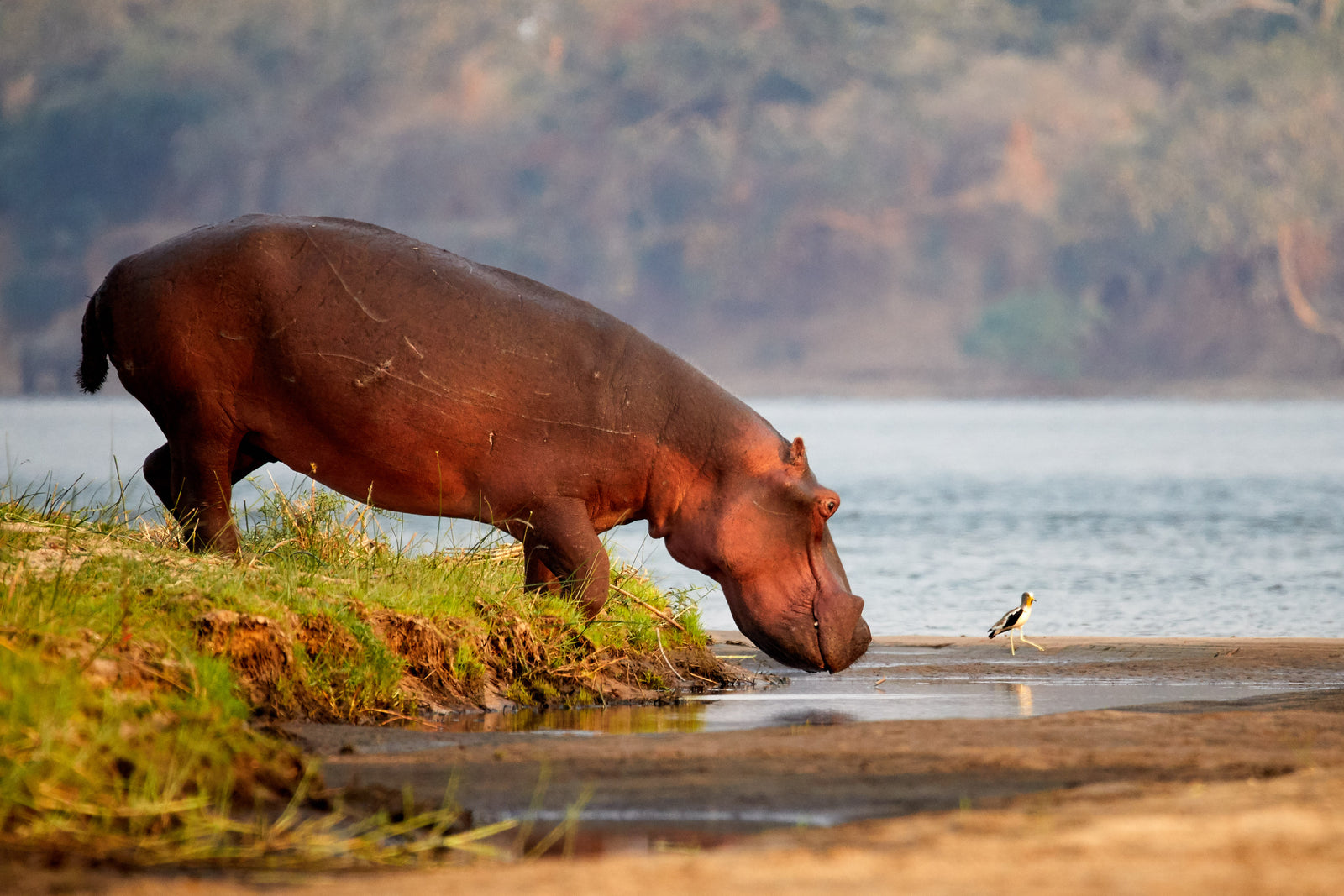 Hippo walking down a grassy riverbank towards the water, small wading bird nearby
