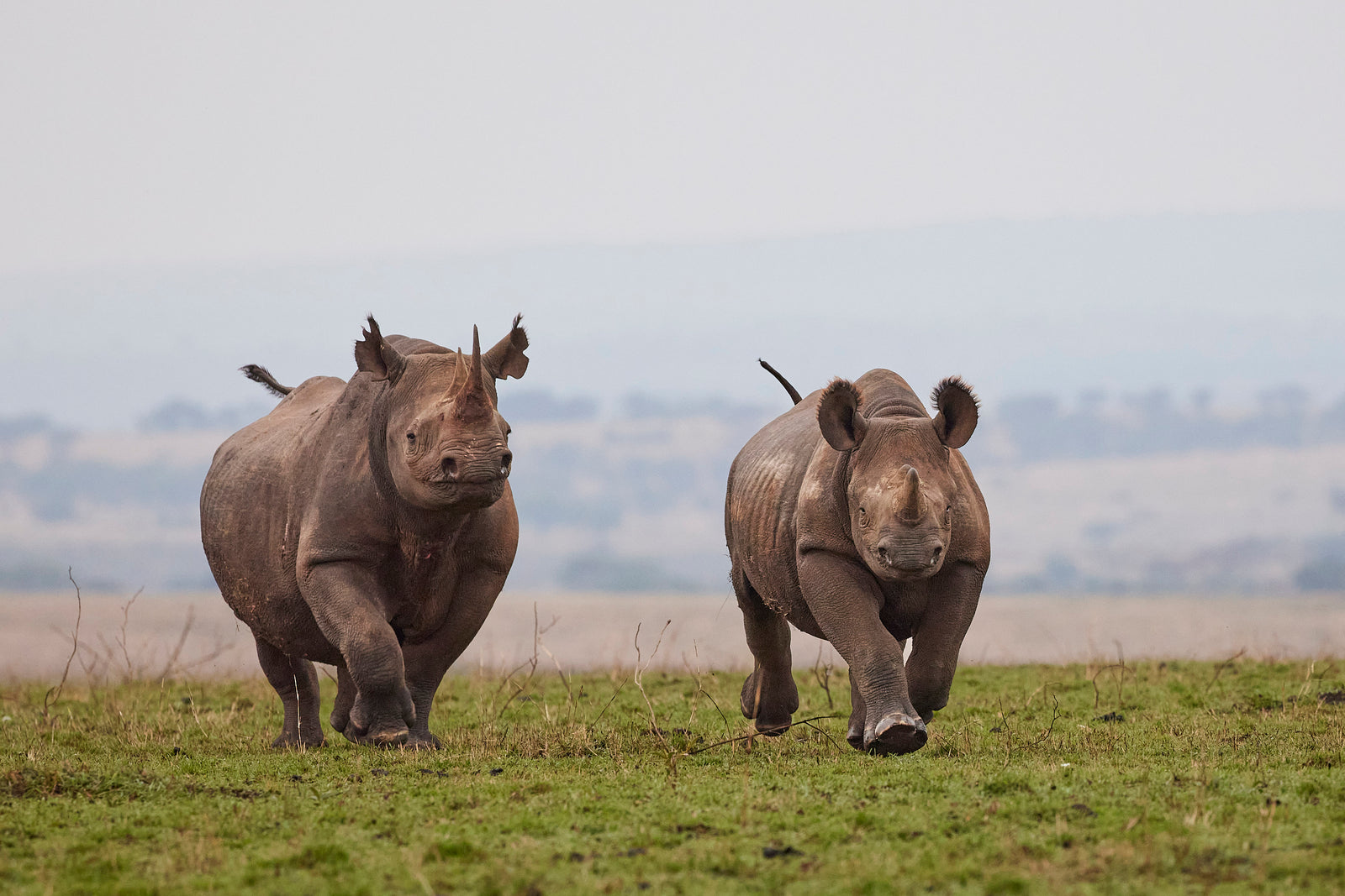 Two black rhinos walking head-on towards camera across green plains, misty hills behind