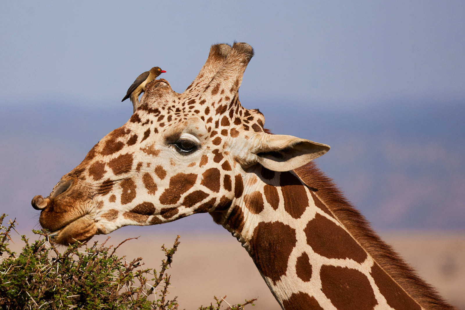 Close-up of a reticulated giraffe's head browsing on an acacia bush, oxpecker on its horn