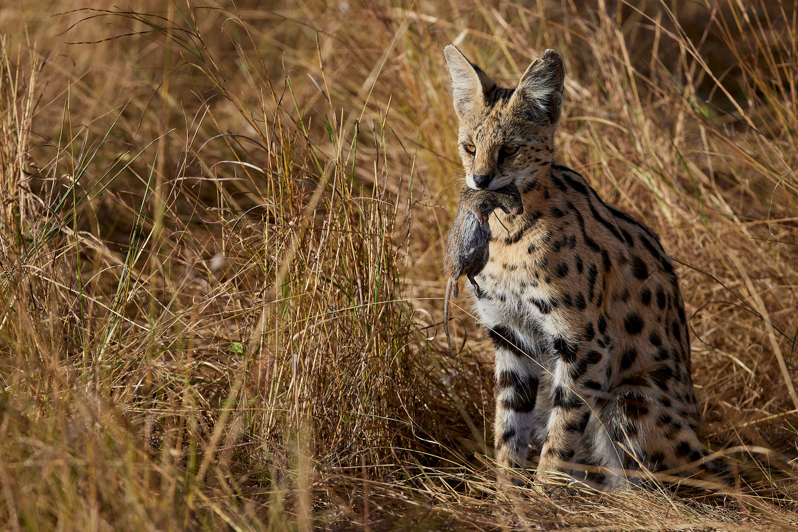 Serval cat sitting in tall golden grass, looking over its shoulder, spotted coat visible