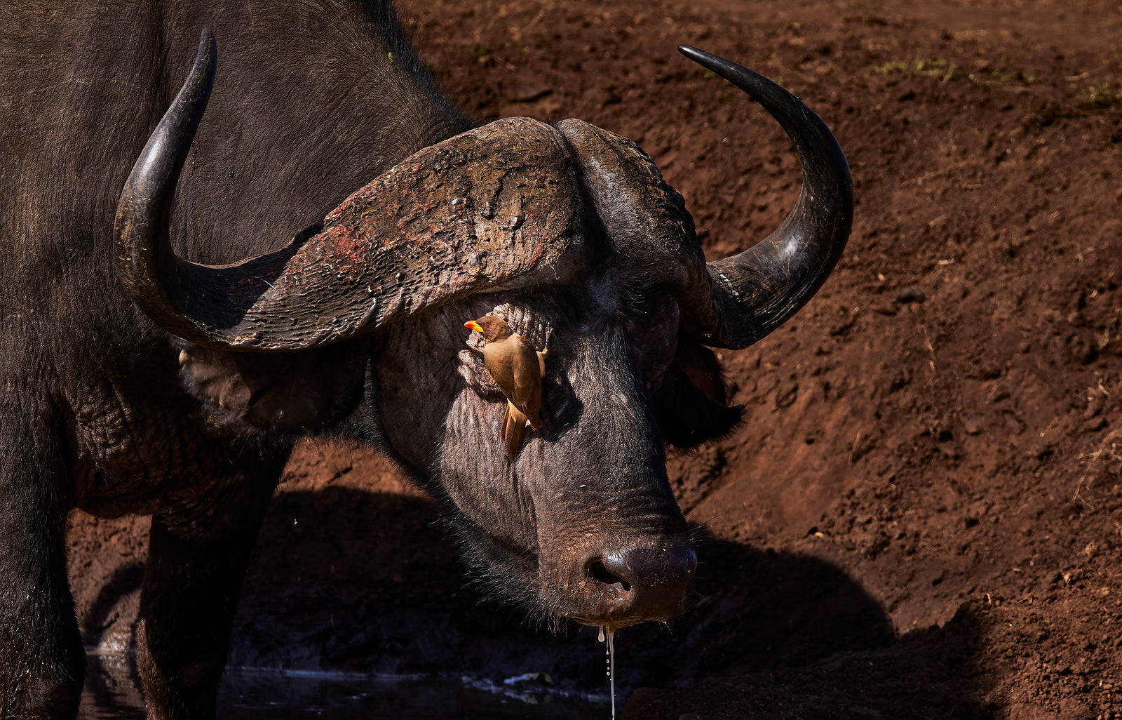 Cape buffalo head-on in mud, oxpecker on its forehead, water dripping from its chin