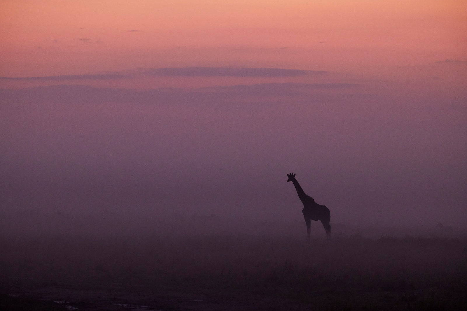 Silhouette of a lone giraffe standing in purple dawn mist, pink sky above