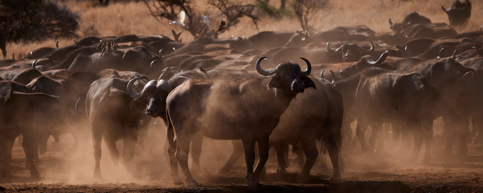 Large herd of cape buffalo moving through dust in golden backlight, birds scattering