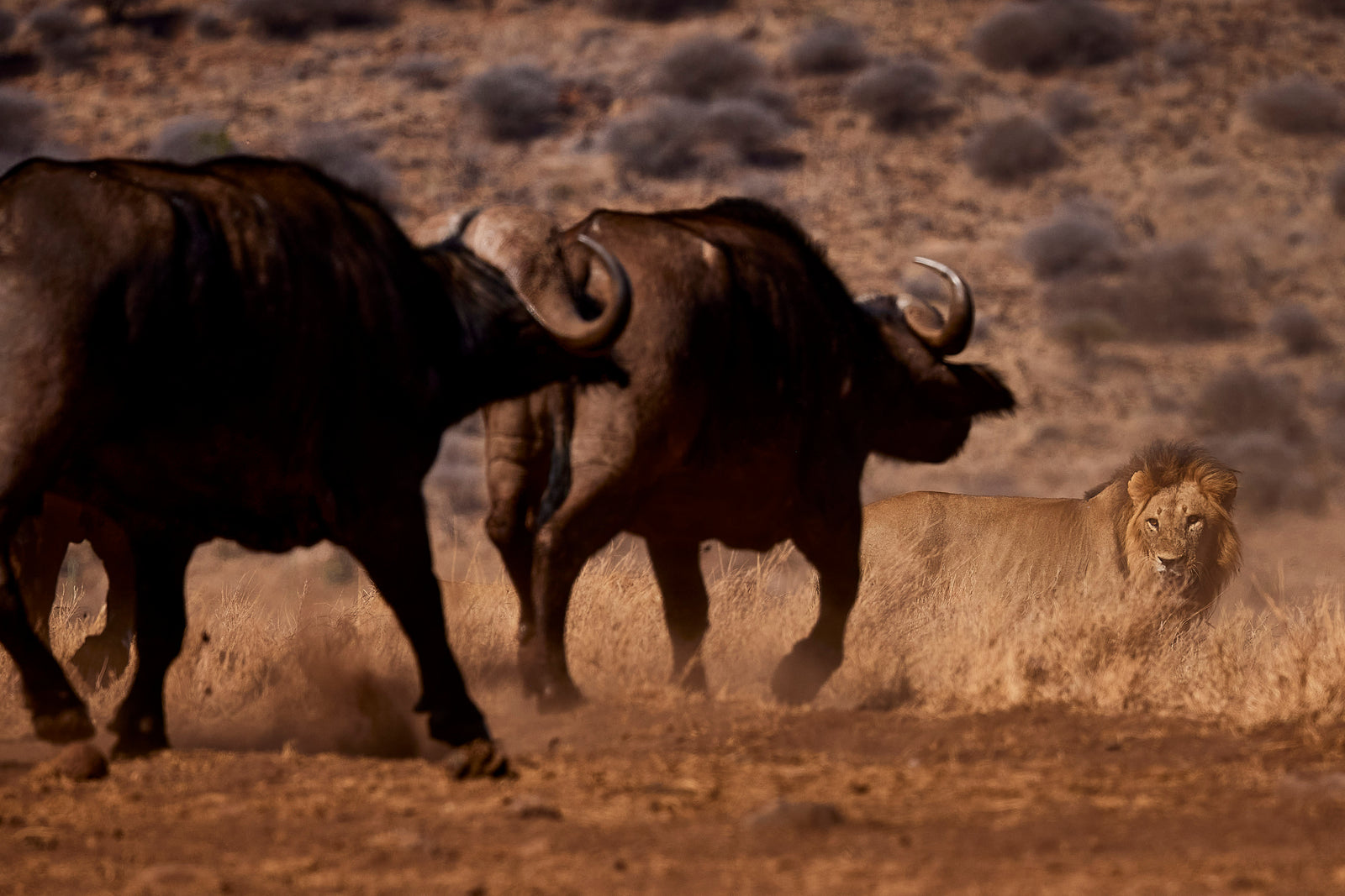 Male lion lying low in dry grass watching two cape buffalo walking past in dusty light
