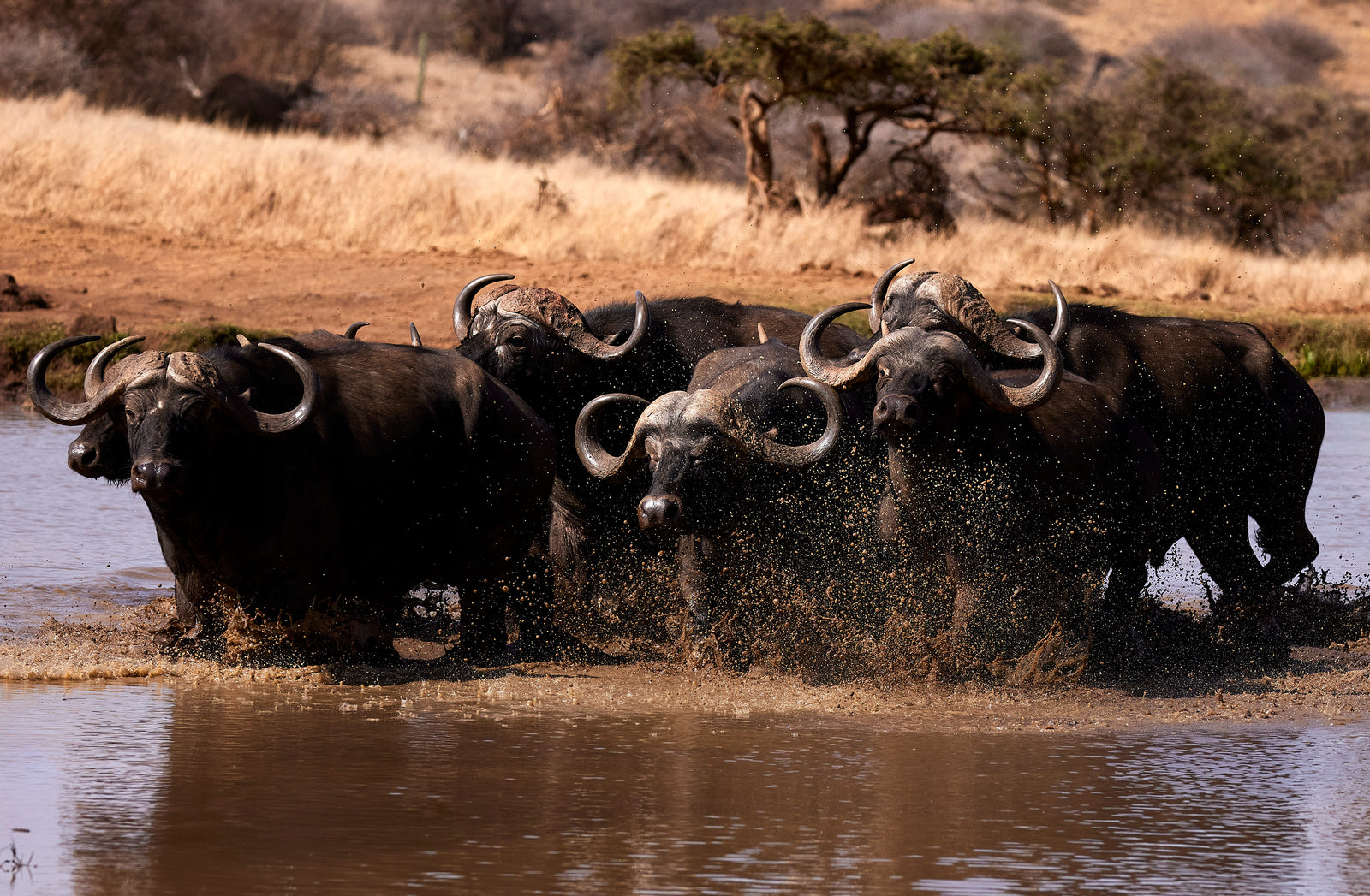 Group of cape buffalo charging through a waterhole, splashing water, horns forward