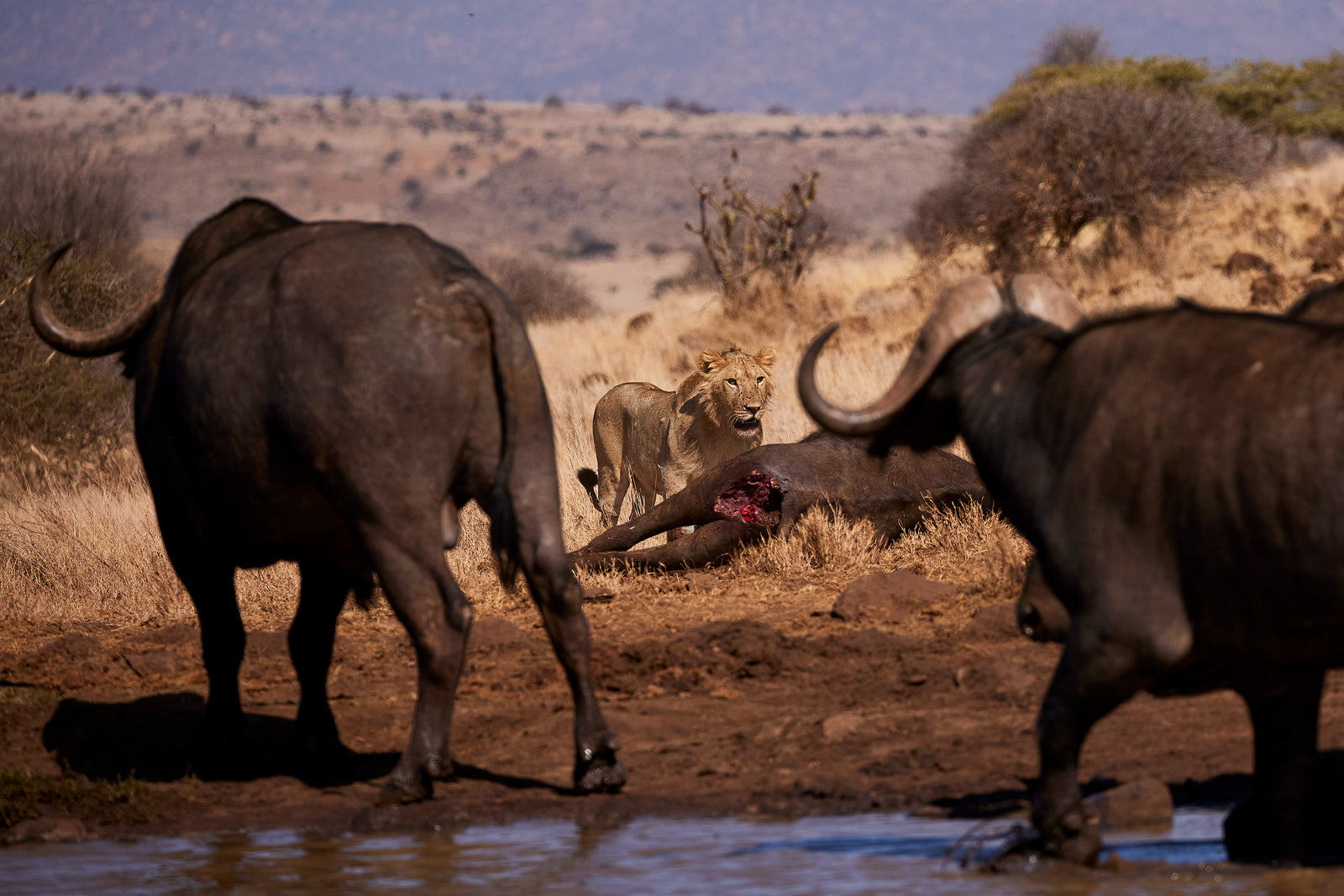 Young lion guarding a buffalo kill as two buffalo approach from behind at a waterhole
