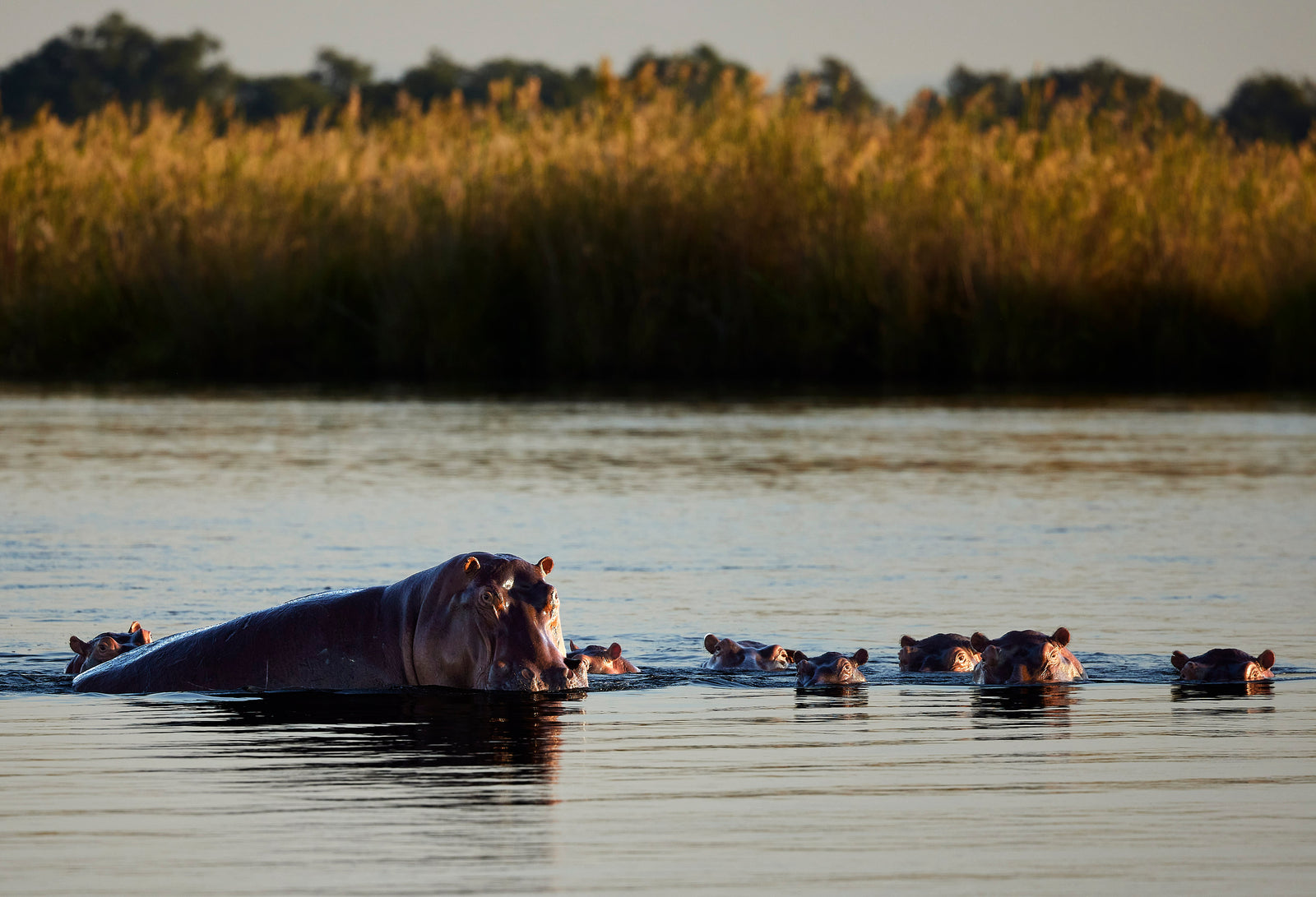 Pod of hippos partially submerged in a river at golden hour, reeds in the background