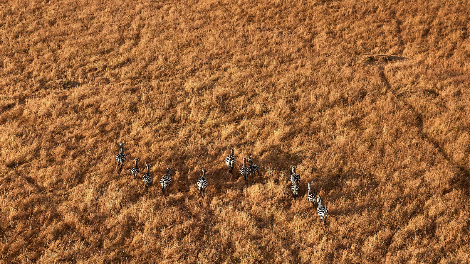 Aerial view of a small herd of zebras walking through golden grass, long shadows