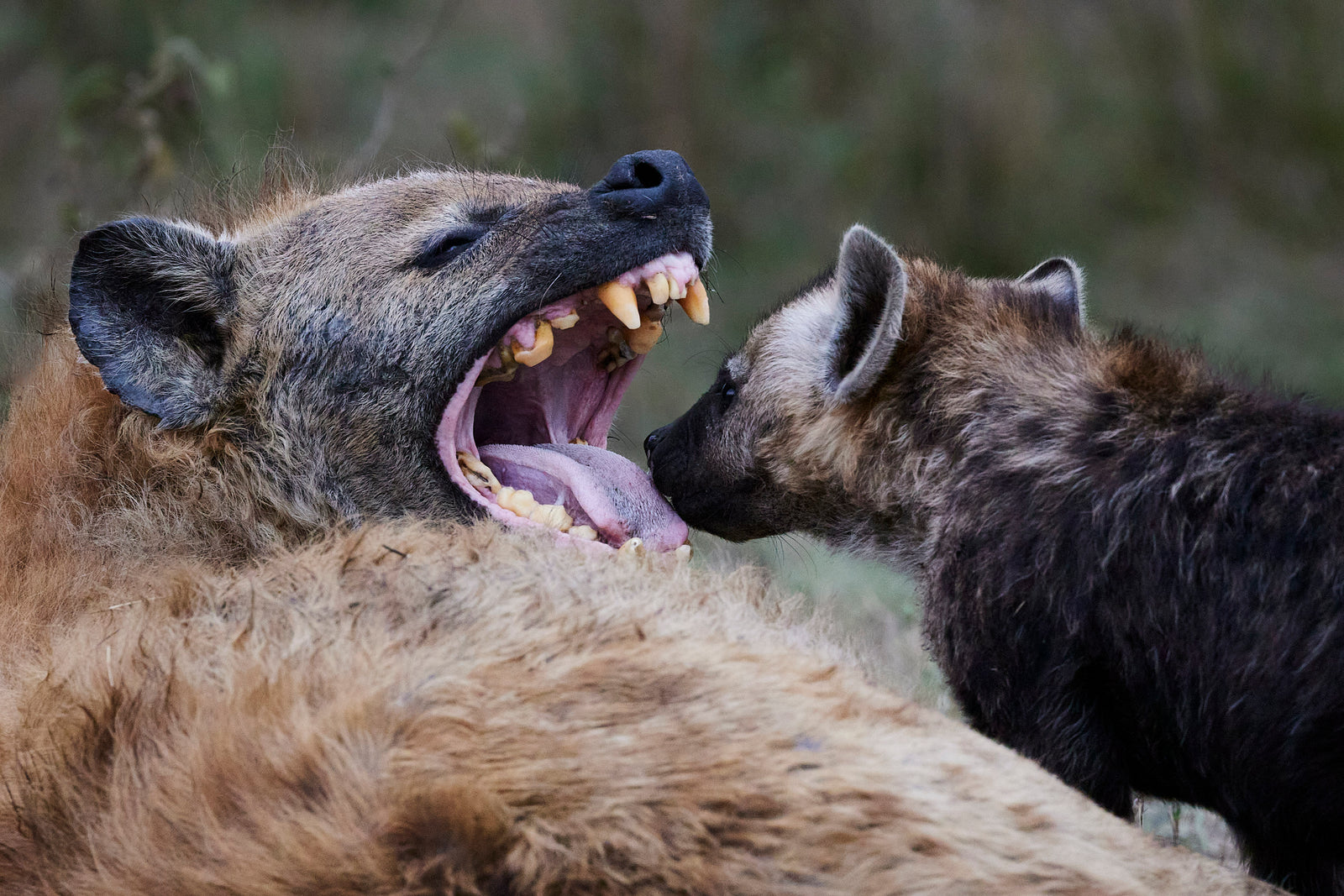Two spotted hyenas face to face, one yawning wide showing teeth, close-up